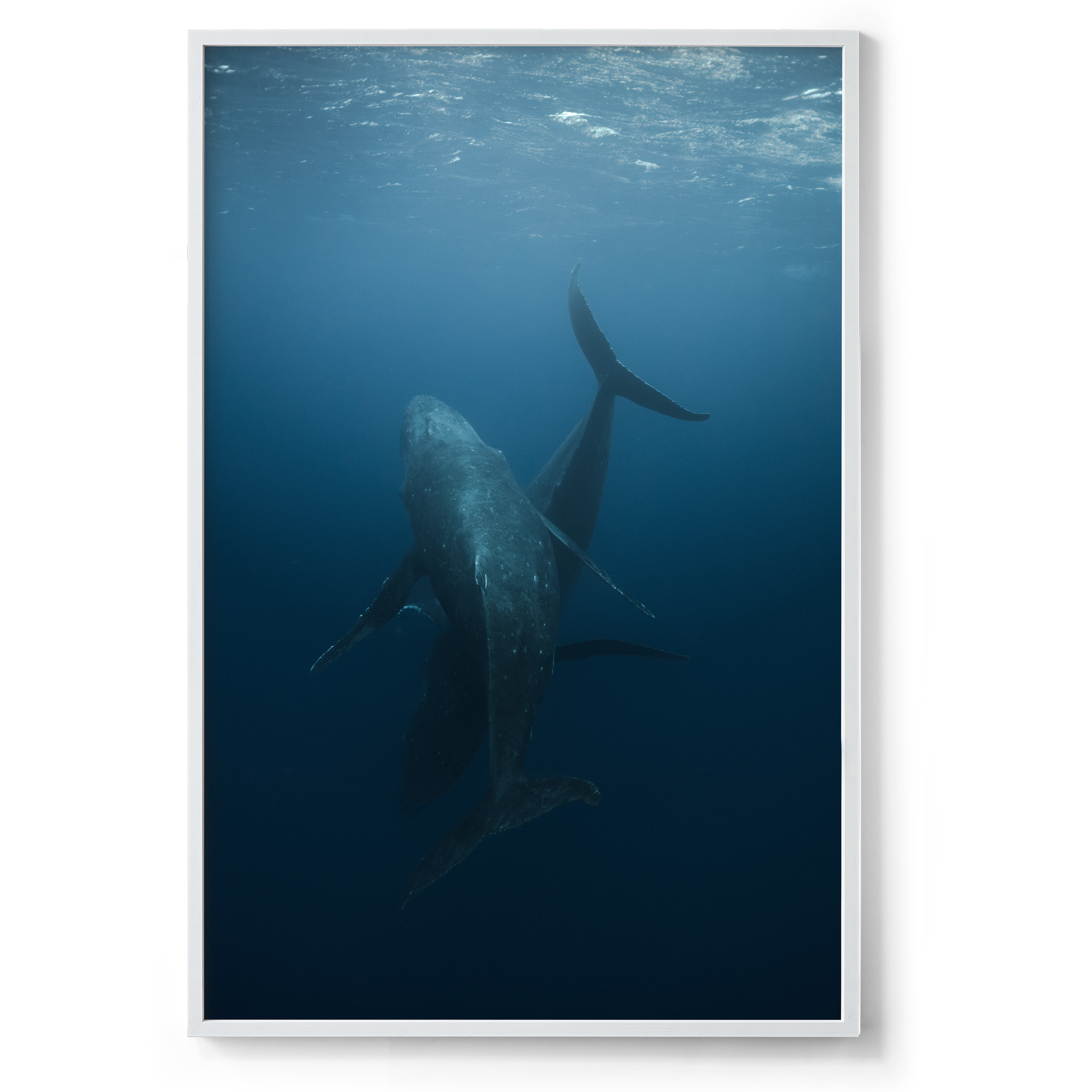 800x1200_White_Dance with whales.png