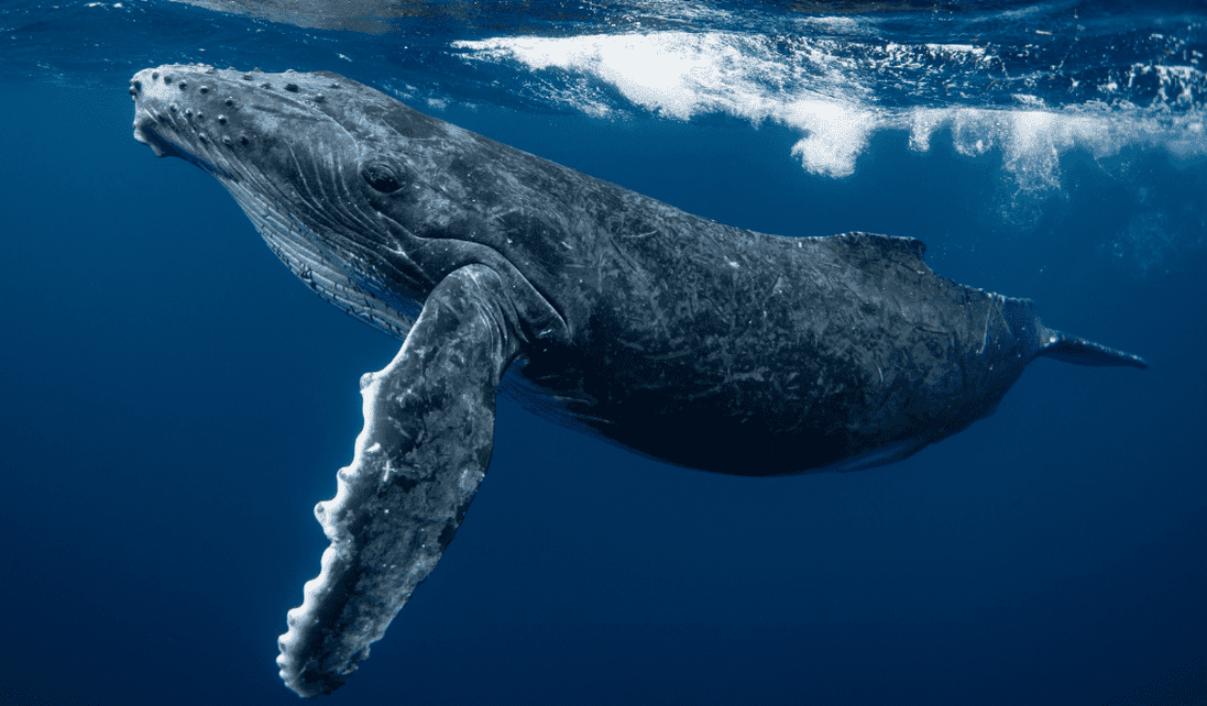 Hermanus - Whale Watching