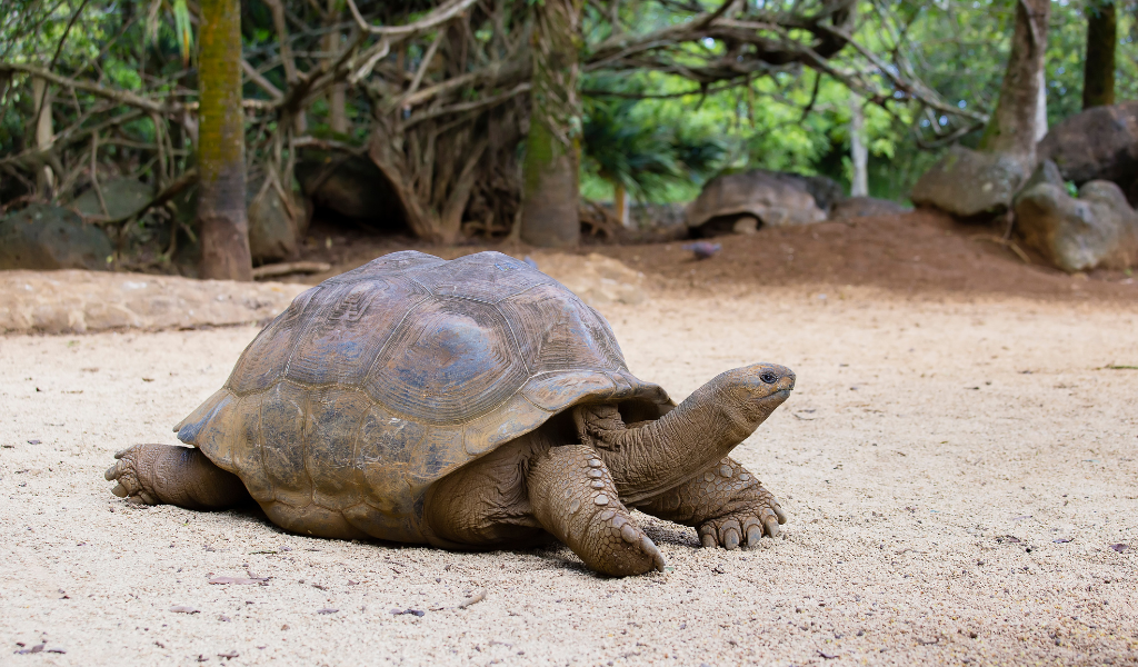 Mauritius - Giant tortoise.png
