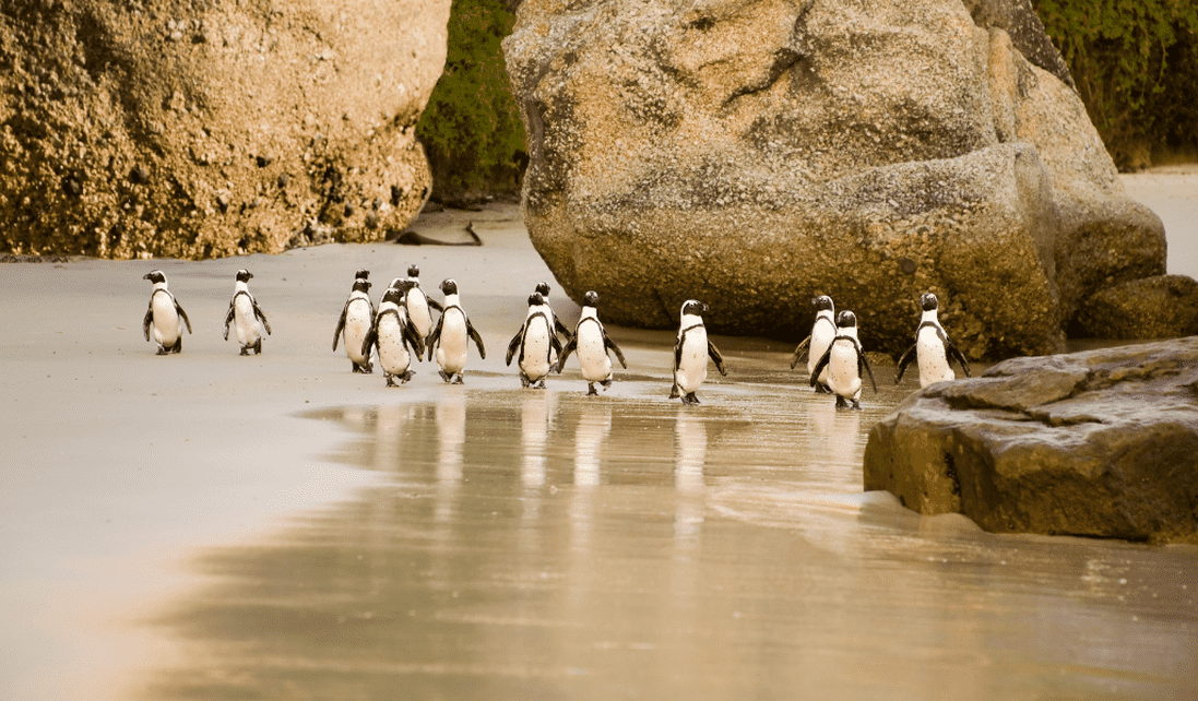 African Penguins at Boulders Beach in Cape Town
