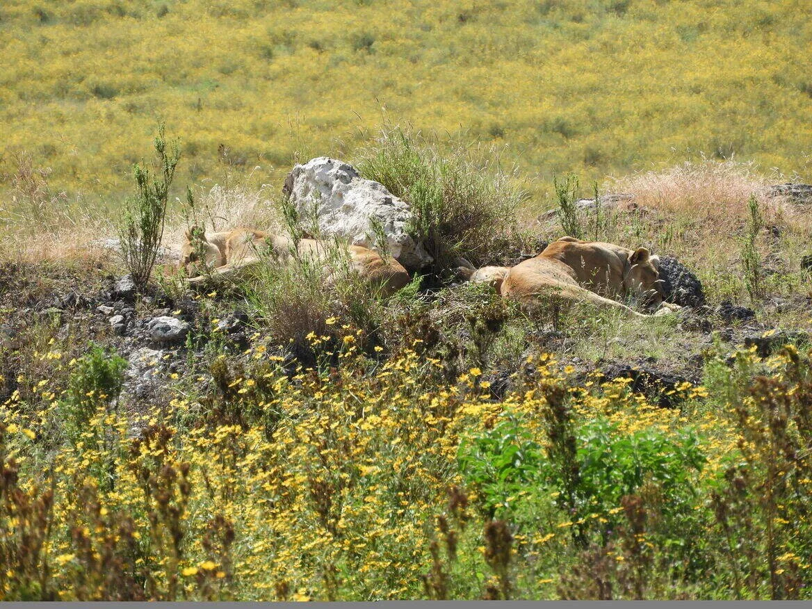 Lions in Serengeti National Park  -Tanzania