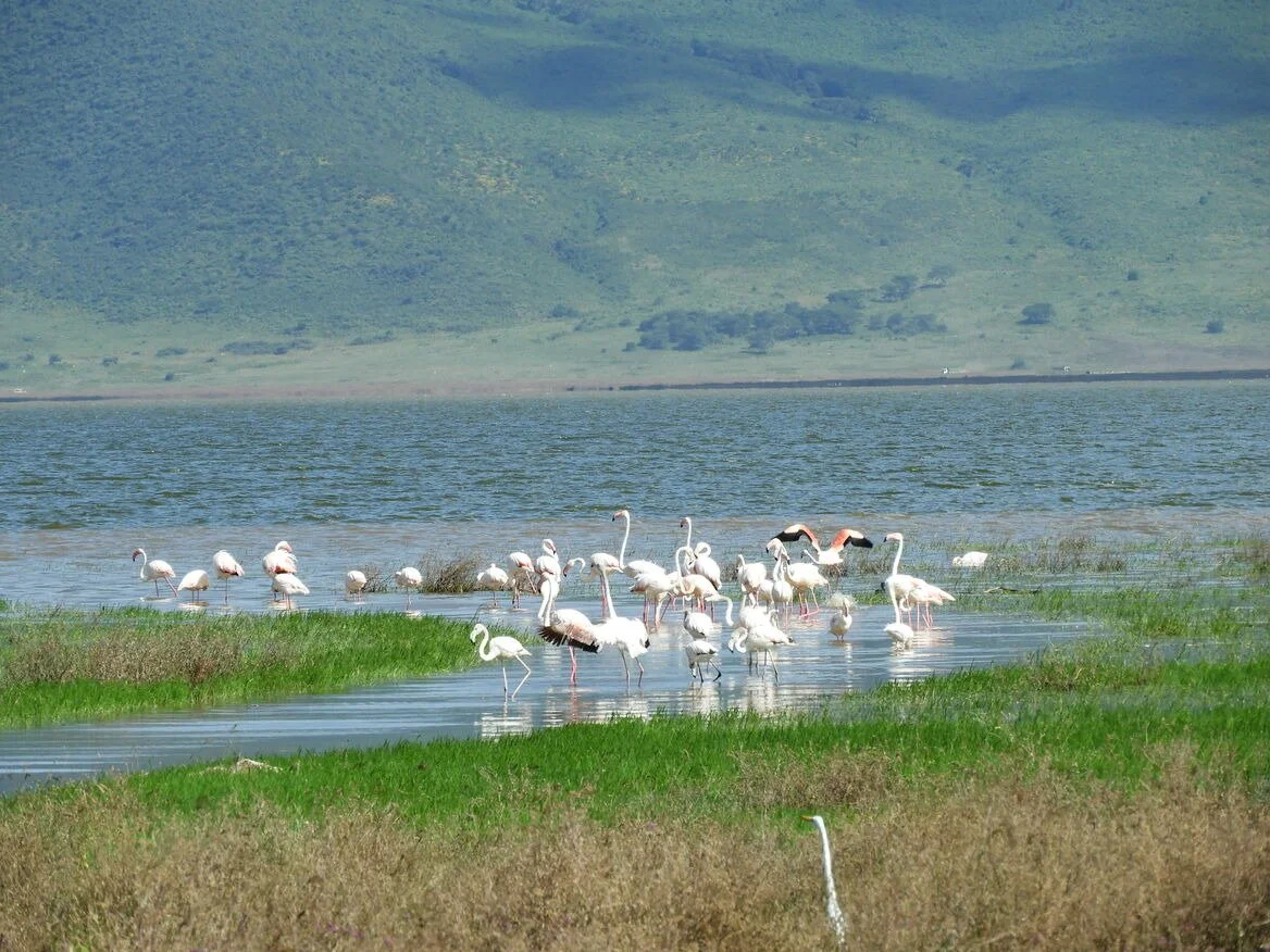 Flamingos at Lake Natron - Tanzania