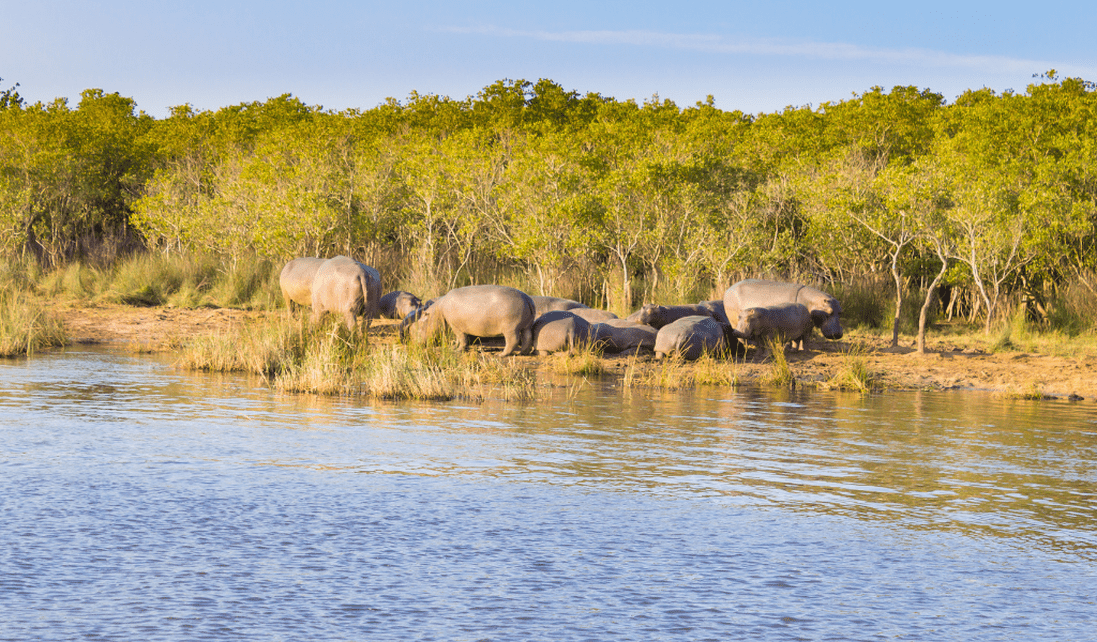 iSimangaliso Wetland Park - Hippos