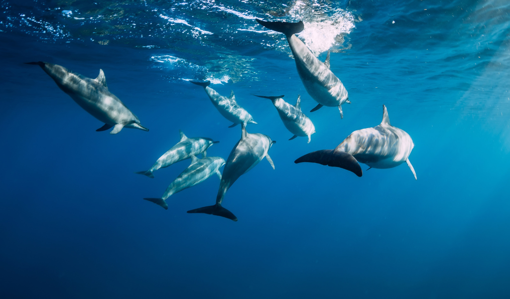 Mauritius - Pod of dolphins.png