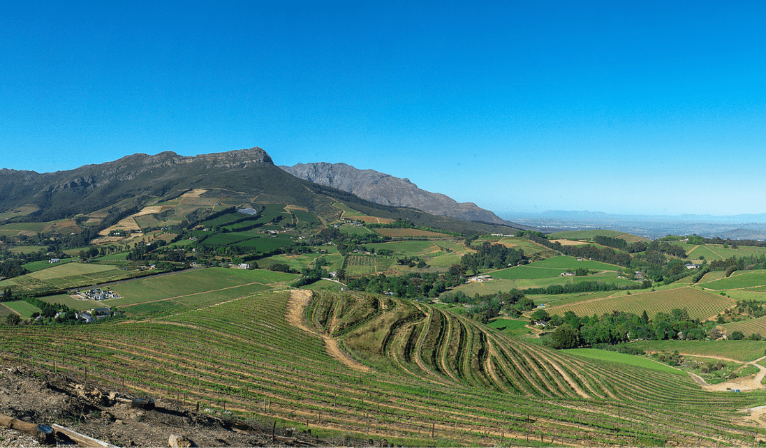 Stellenbosch Vineyards