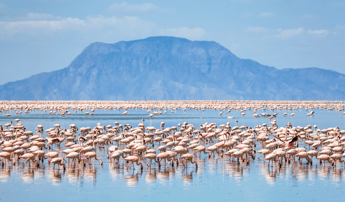 Tanzania - Lesser Flamingos in Lake Natron