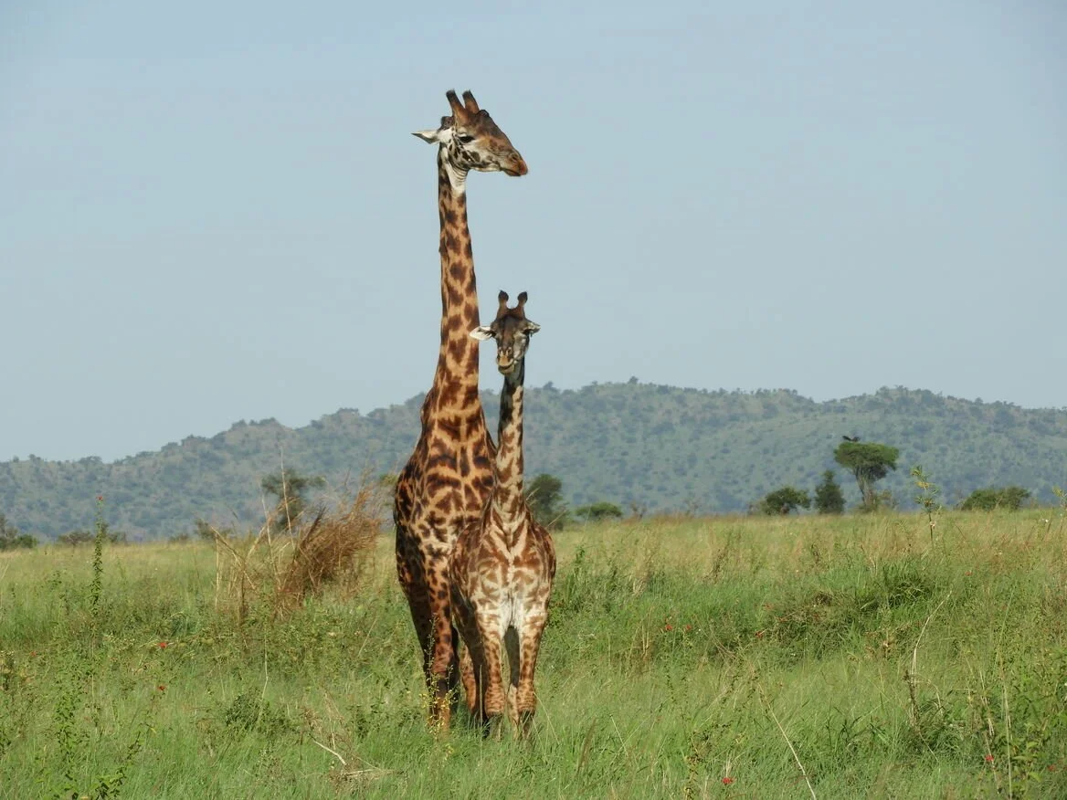 Giraffes in Serengeti National Park - Tanzania