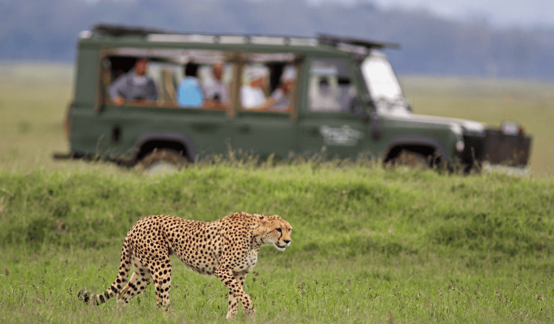 Tanzania - Safari Game Drive