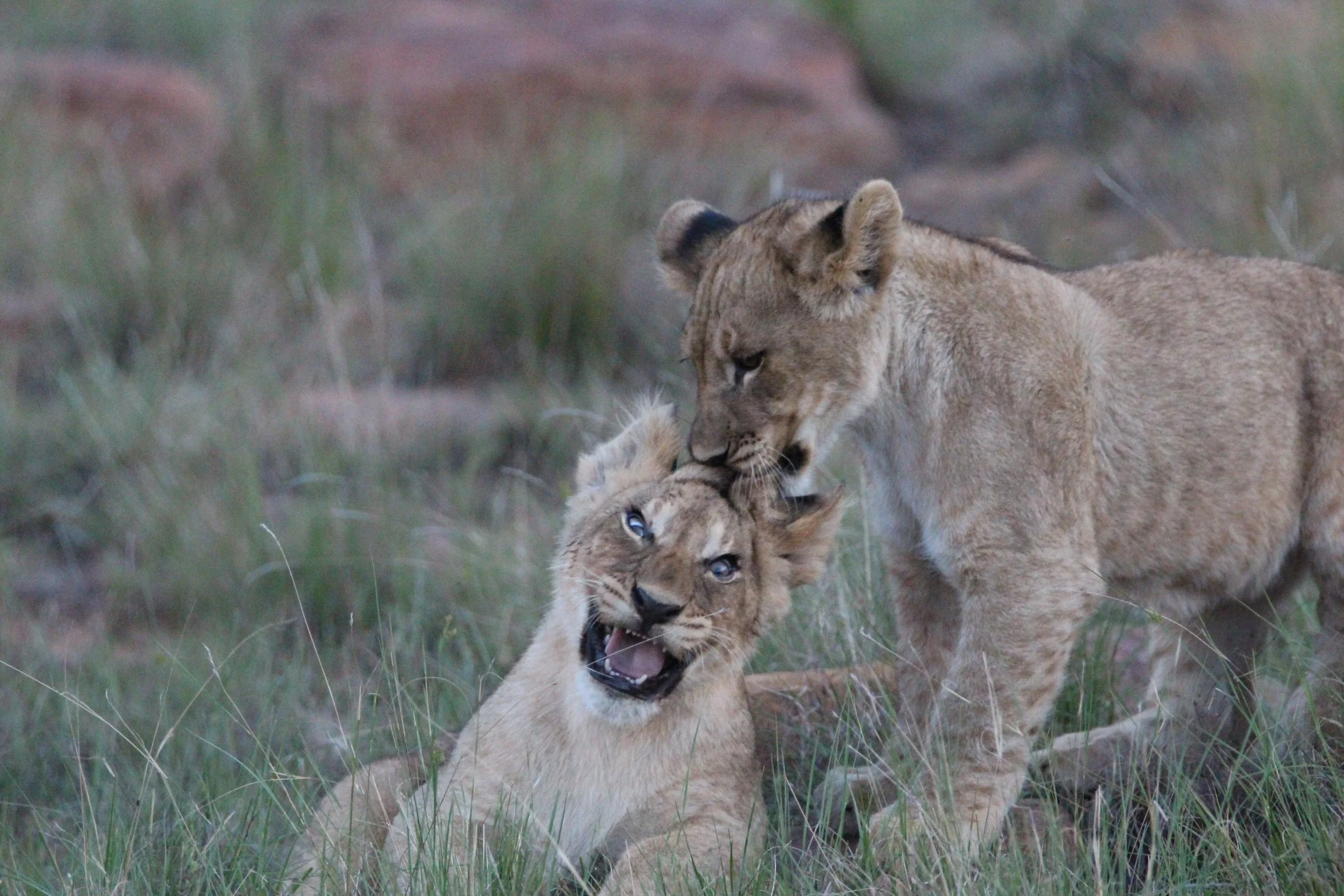 Wild Life
