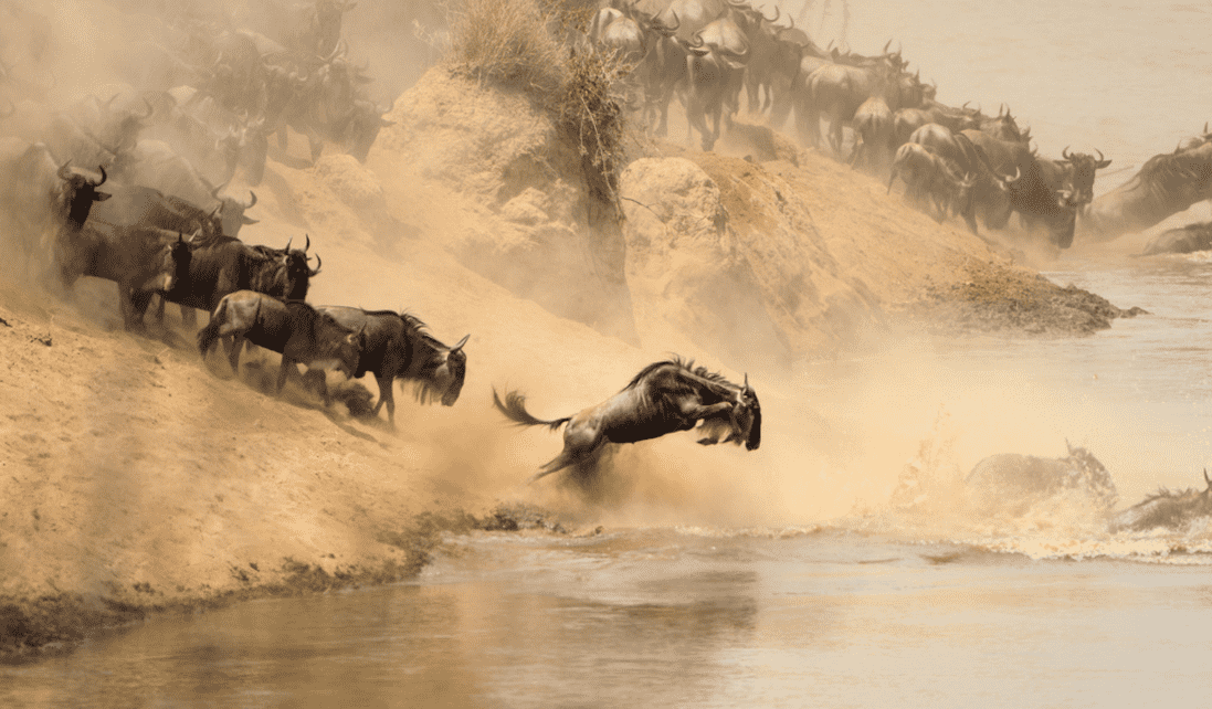Kenya - Wildebeest migration.png