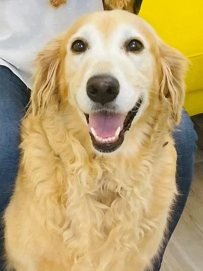 Close-up of a happy Golden Retriever dog with a black nose and long curly fur, smiling and showing its tongue.