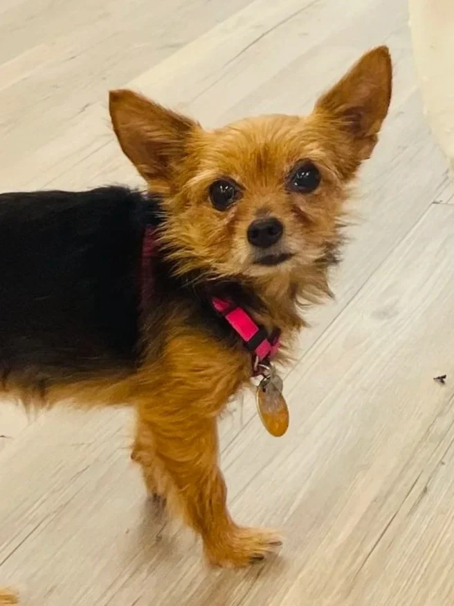 Small mixed-breed dog with brown and black fur, wearing a pink collar, standing on a light wood floor and looking at the camera.