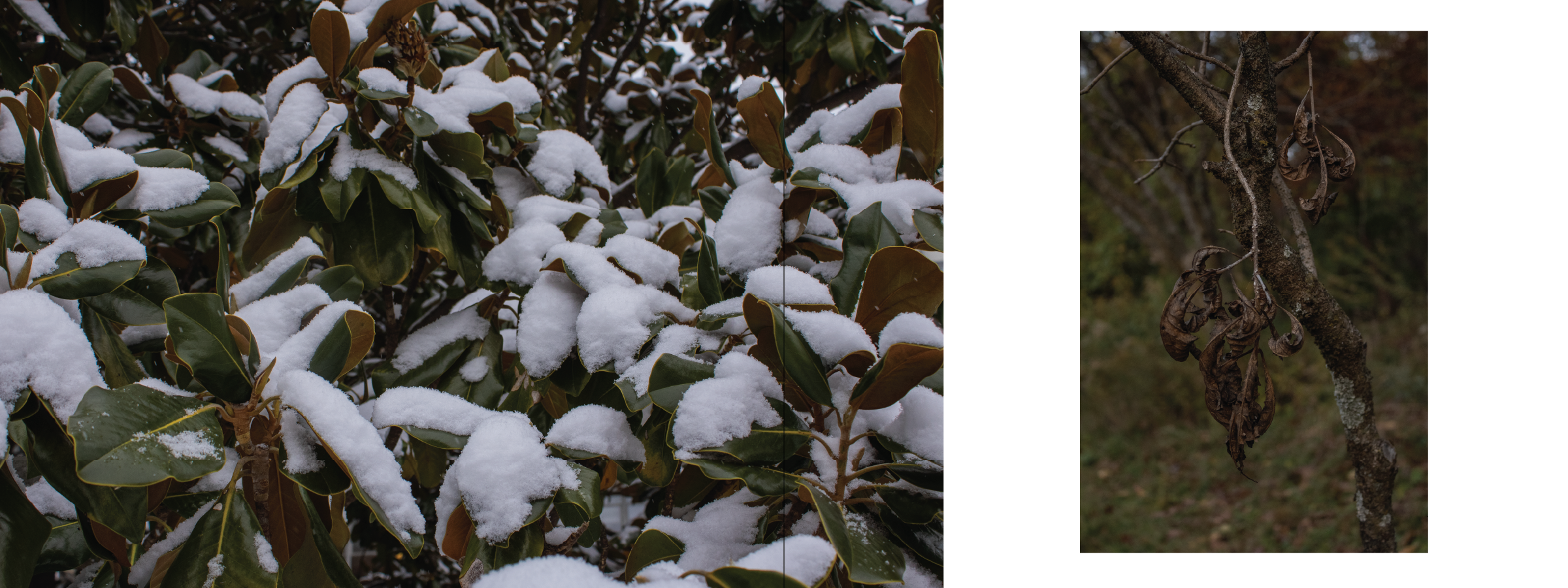 Close-up of lush green leaves covered with freshly fallen snow on a cold winter day; right side shows a tree branch with withered, brown leaves.