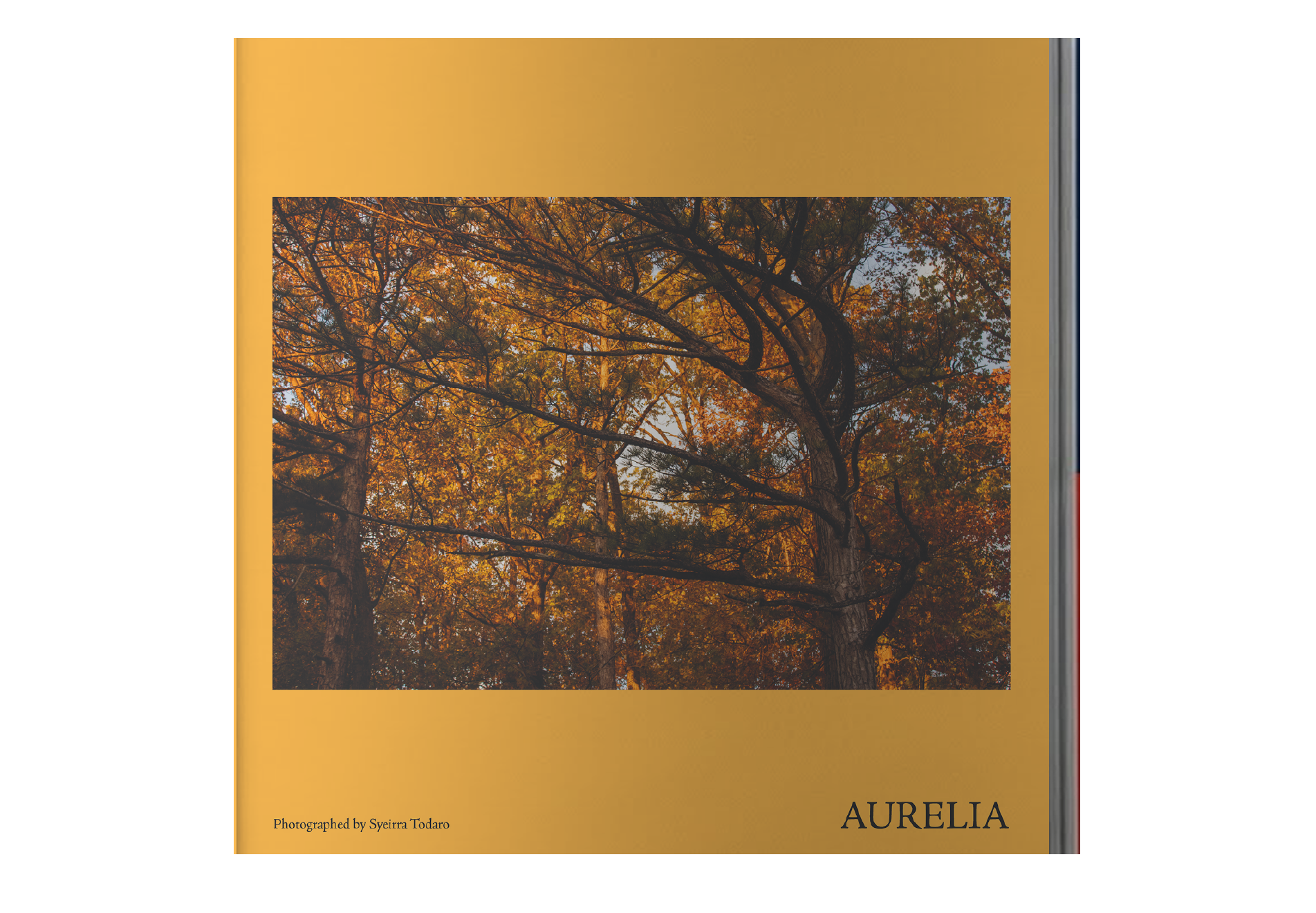 A book cover titled 'Aurelia' with a photograph of a large tree with orange leaves during autumn, taken by Syeirra Todaro, displayed on the front.