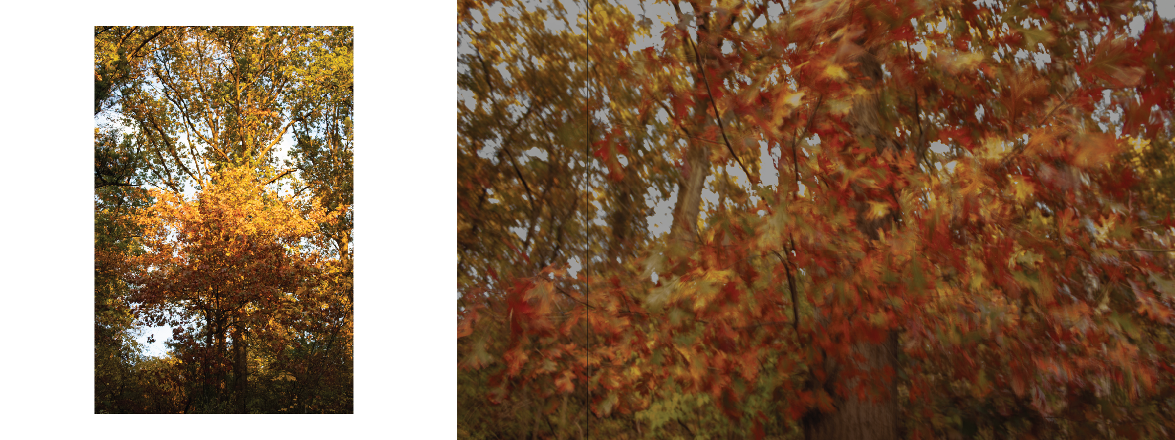 A full view of autumn trees with colorful orange, yellow, and green leaves, and a close-up of red and orange maple leaves.