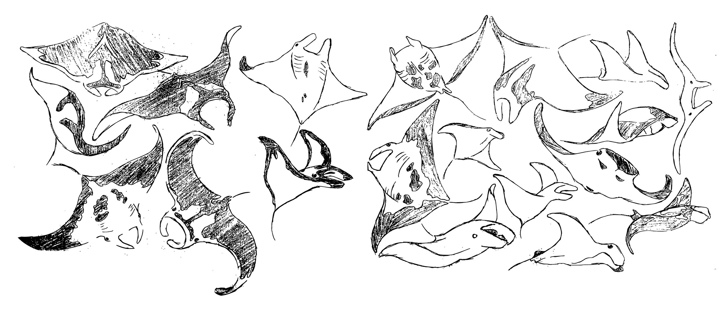 Line drawing of multiple flying bats with outstretched wings.