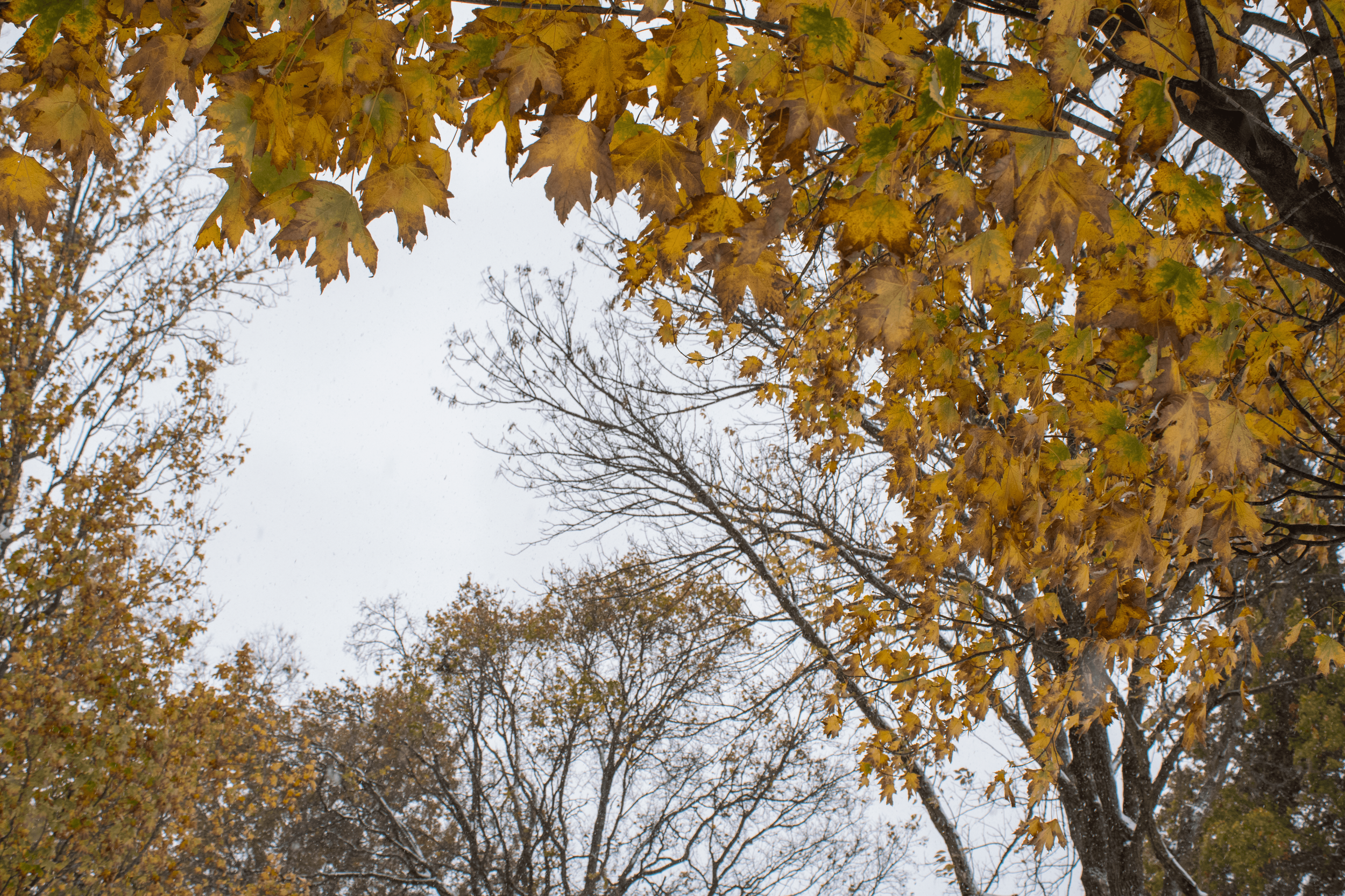 Tree branches with yellow and some green autumn leaves and leafless trees against a cloudy sky.
