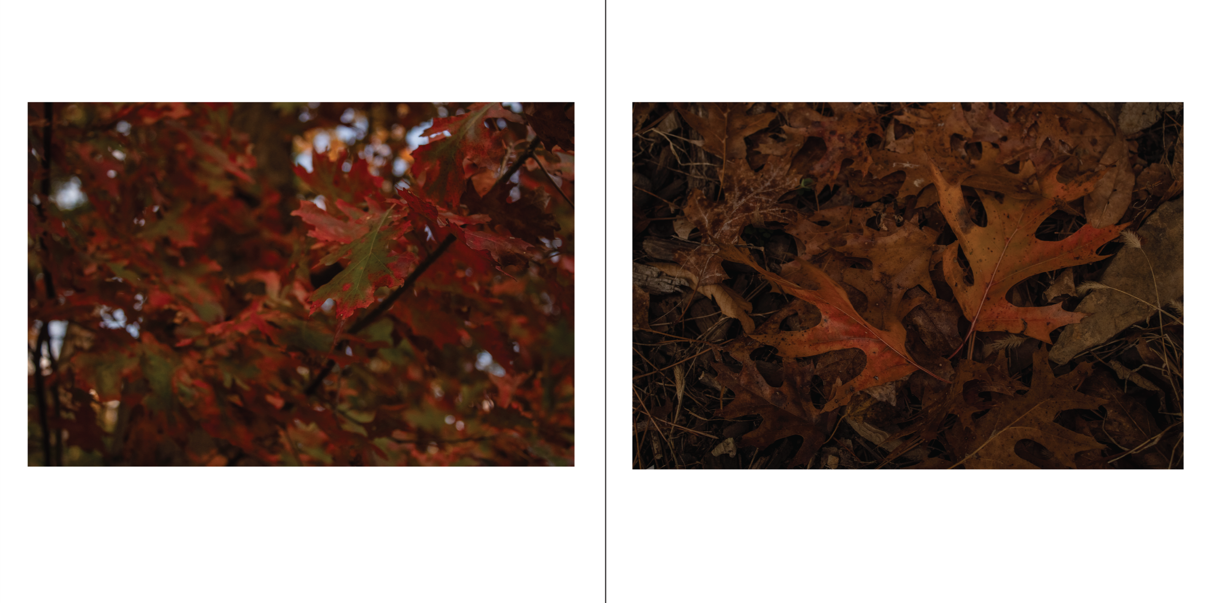 Close-up of red autumn leaves on a tree and close-up of fallen brown and orange leaves on the ground.