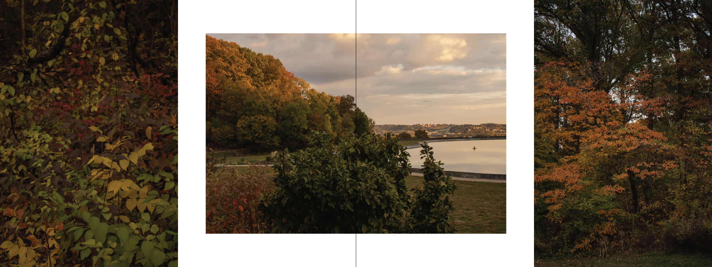 Scenic view of fall foliage with trees in orange, yellow, and red, a calm body of water, and a sky with clouds during sunset.