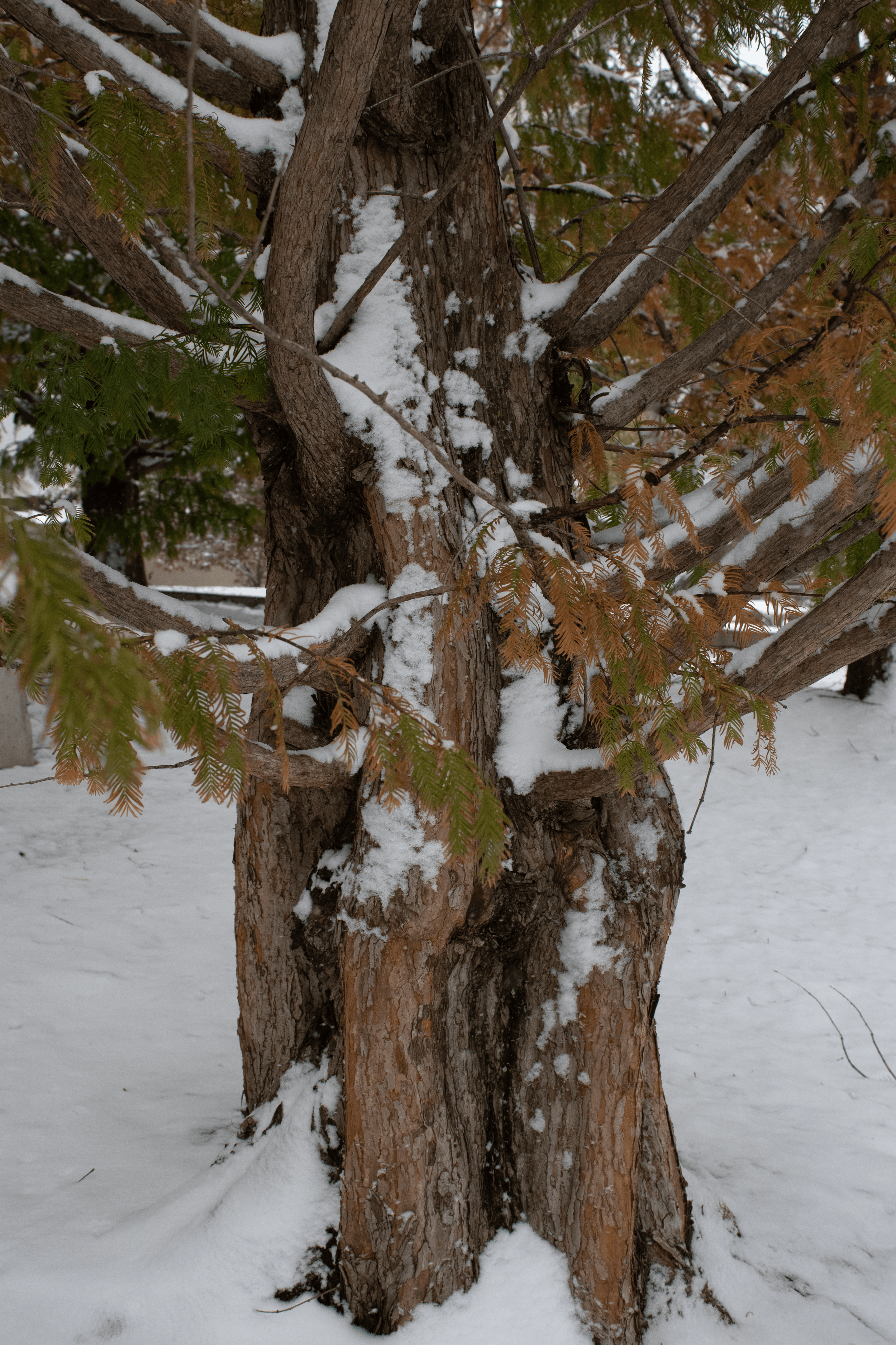 A close-up of a tree trunk with snow on it, surrounded by snow and green and brown leaves.