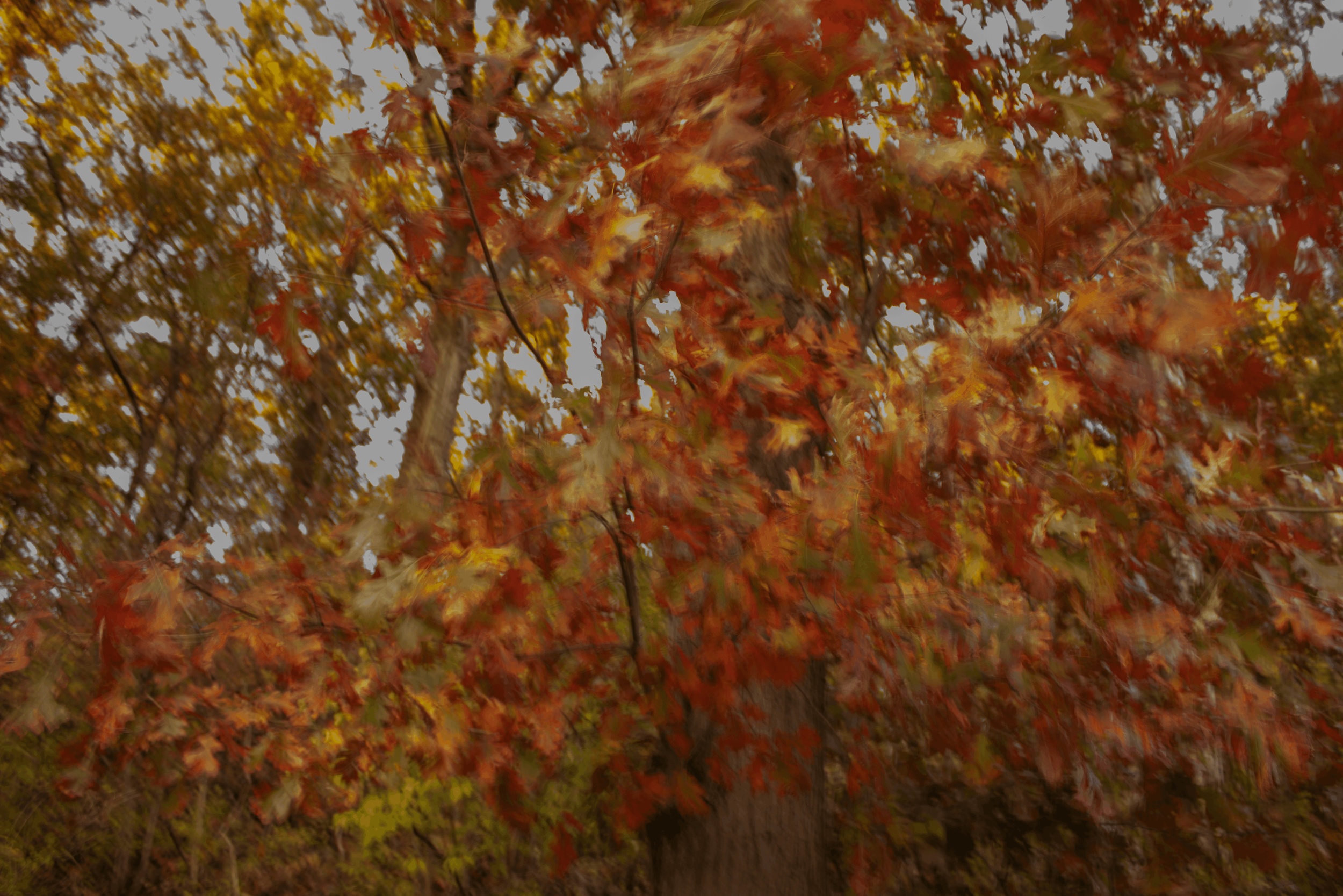 Blurred image of a tree with orange and yellow fall leaves.