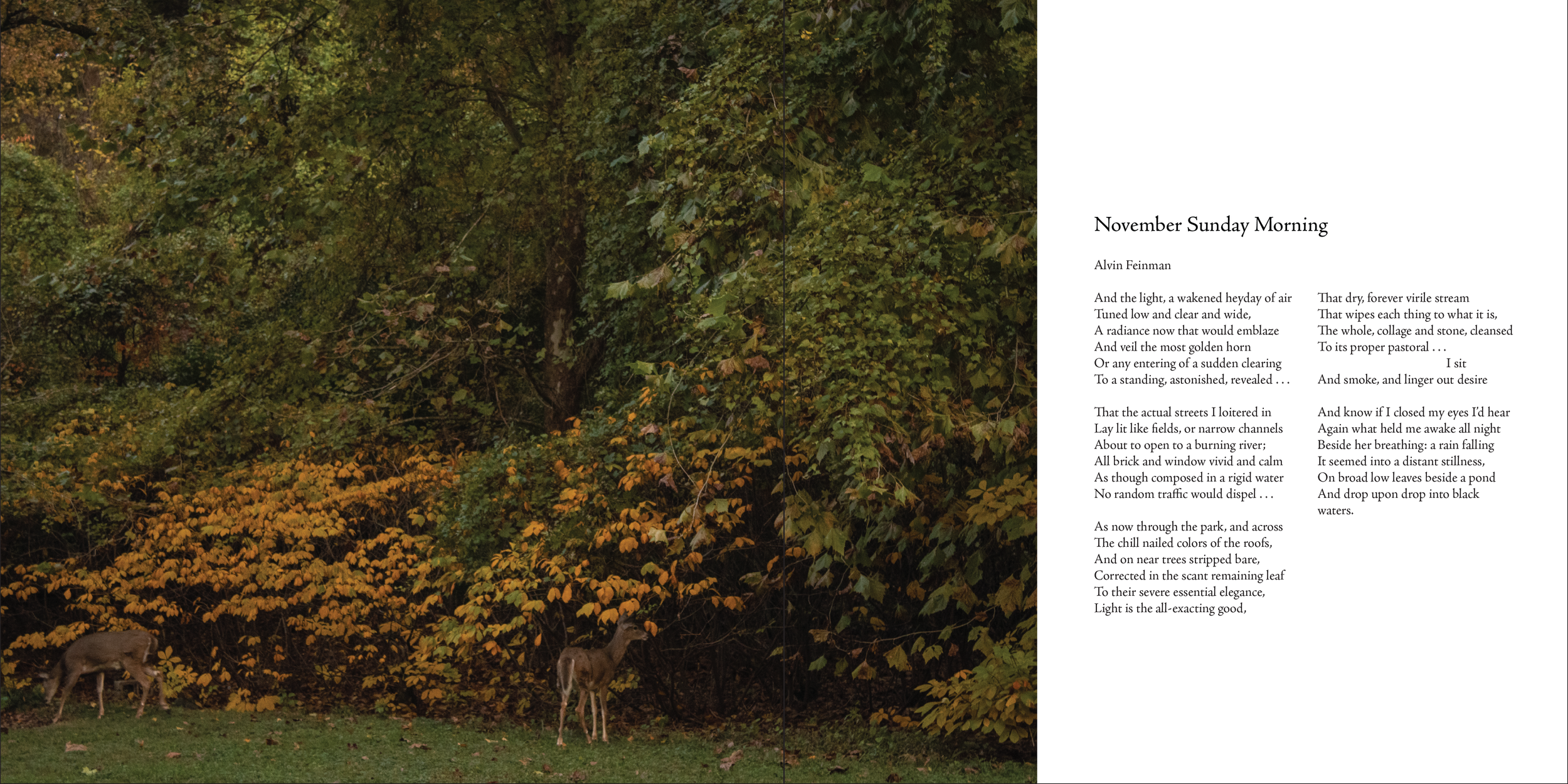 Photograph of two deer standing on grass in a wooded area with dense green and yellow foliage. Next to the photograph is a page of a poem titled "November Sunday Morning" by Alvin Feinman.