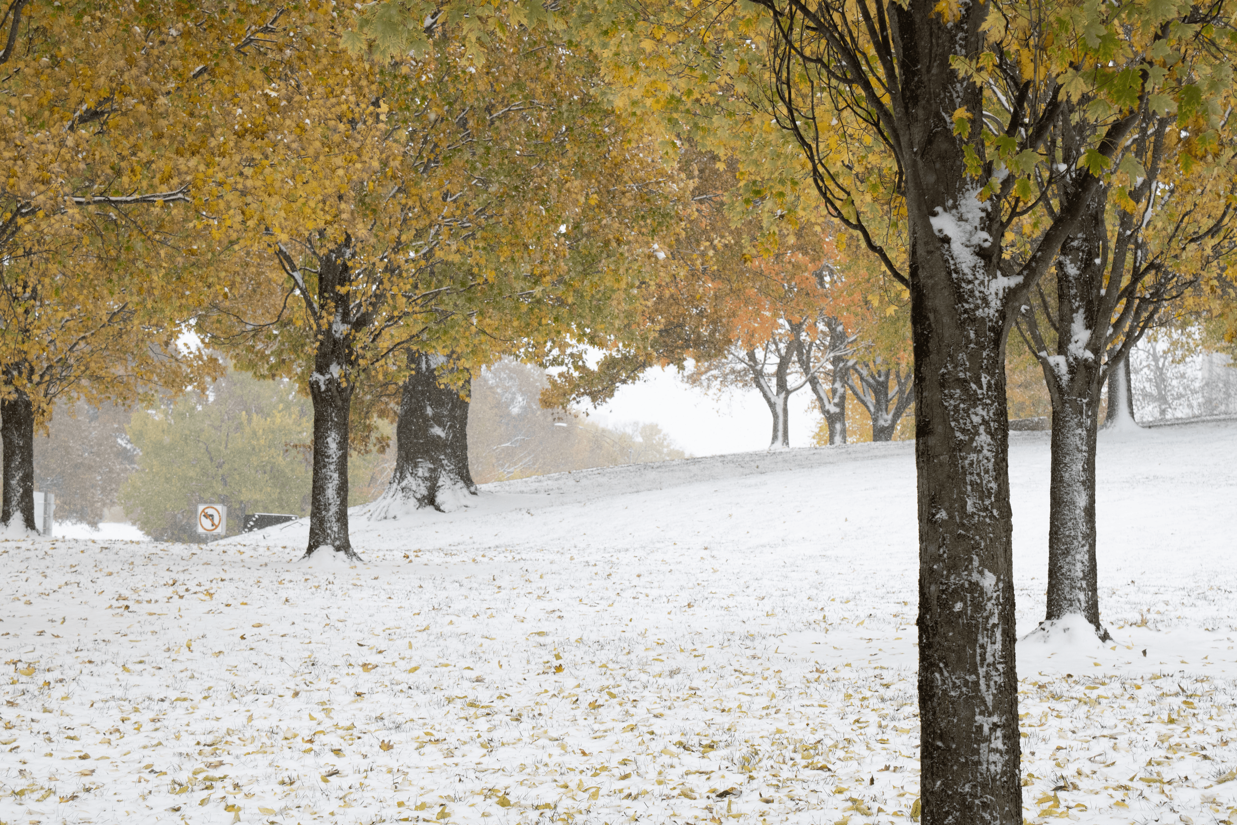 Trees with yellow leaves and snow-covered ground in a winter park.