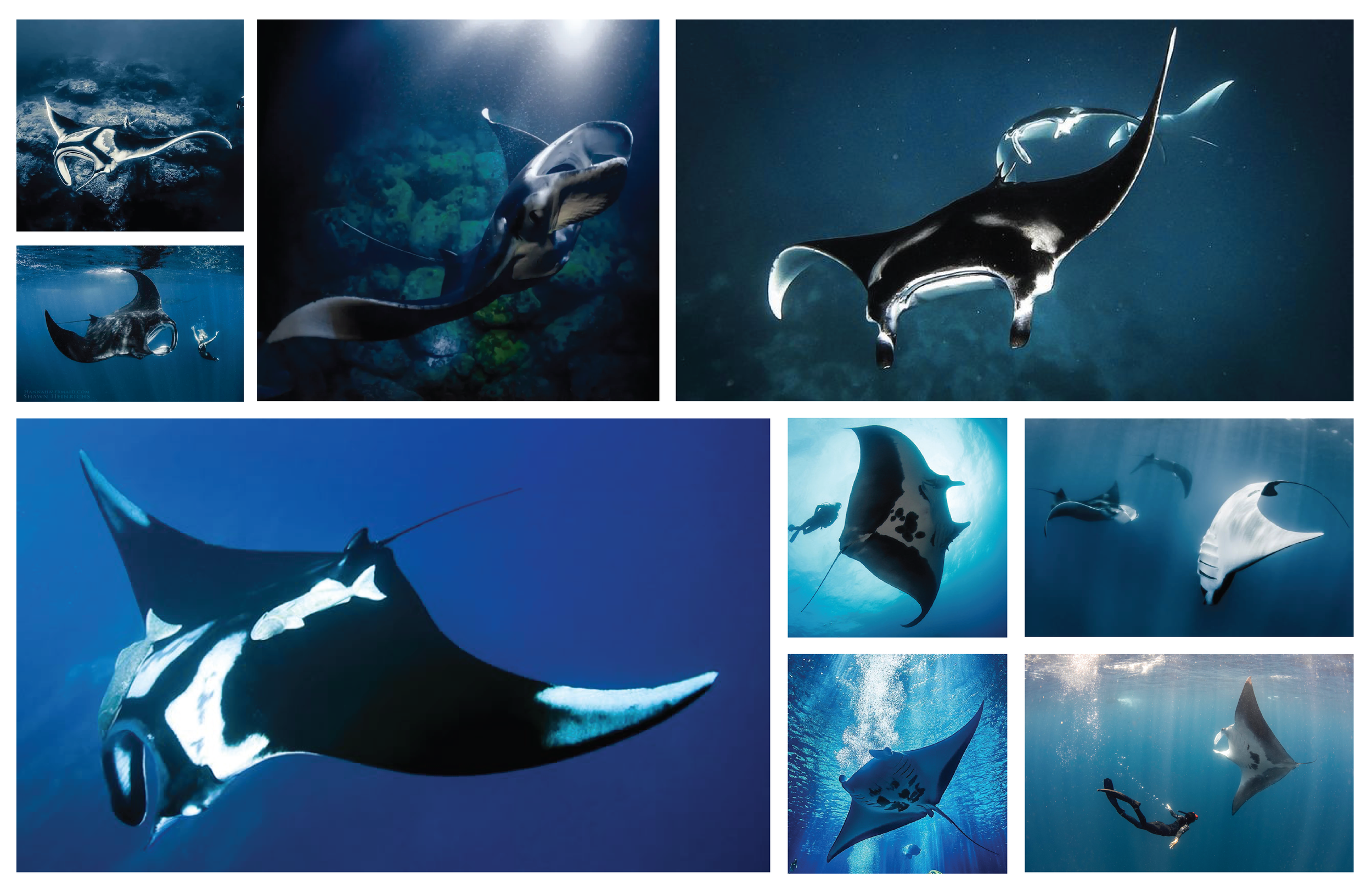 Collage of manta rays swimming underwater in the ocean.