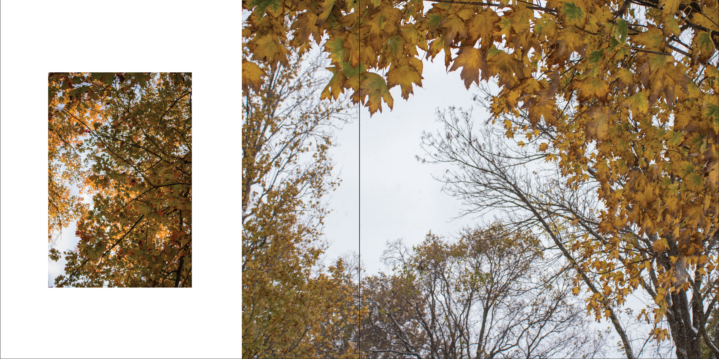 Overhead view of tree branches with yellow and green fall leaves against a cloudy sky, some trees with bare branches.