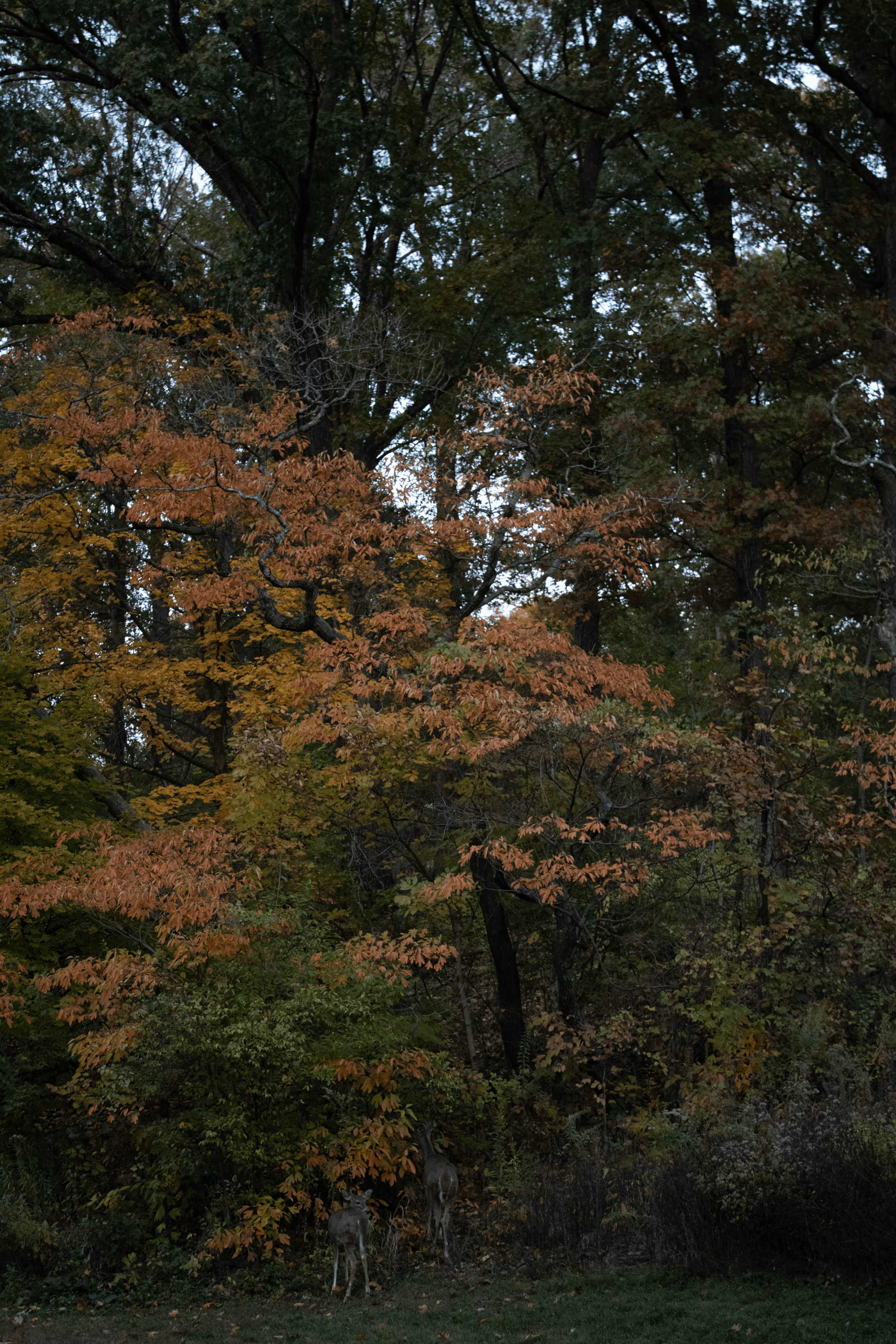 Two deer standing at the edge of a forest with trees displaying autumn foliage.