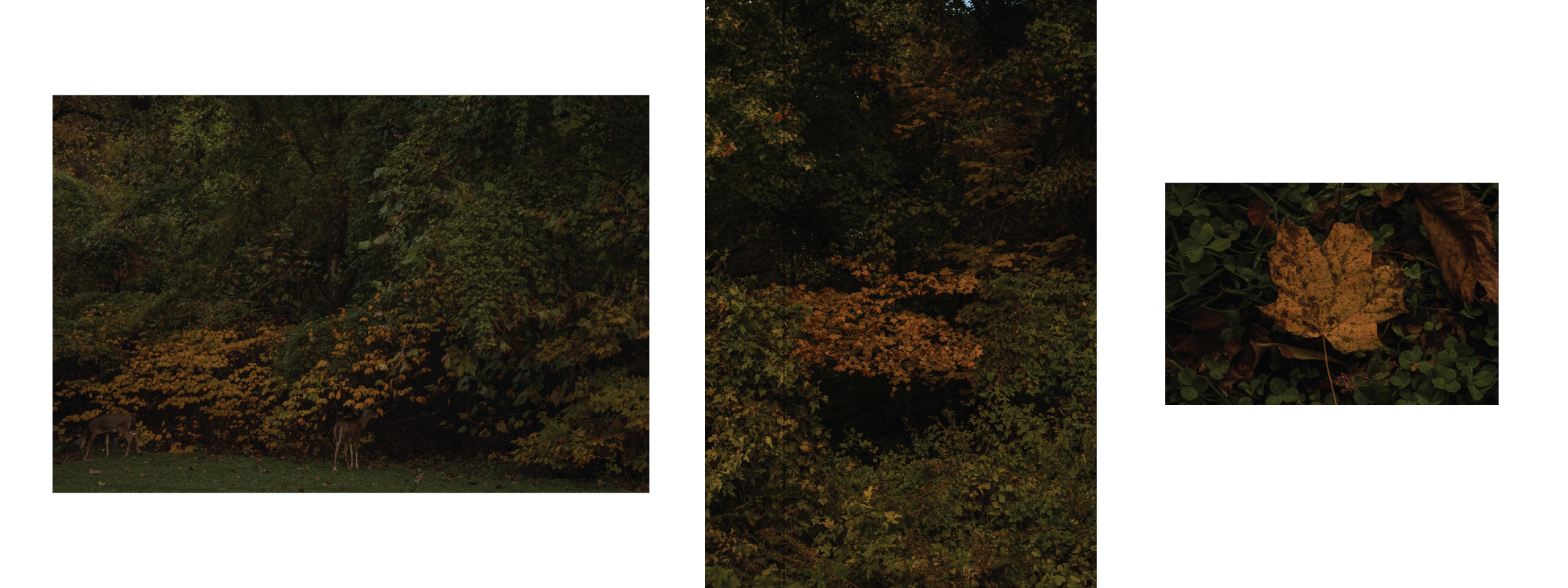 Photos of an autumn forest scene with deer, dense foliage with fall colors, and close-up of fall leaves on the ground.