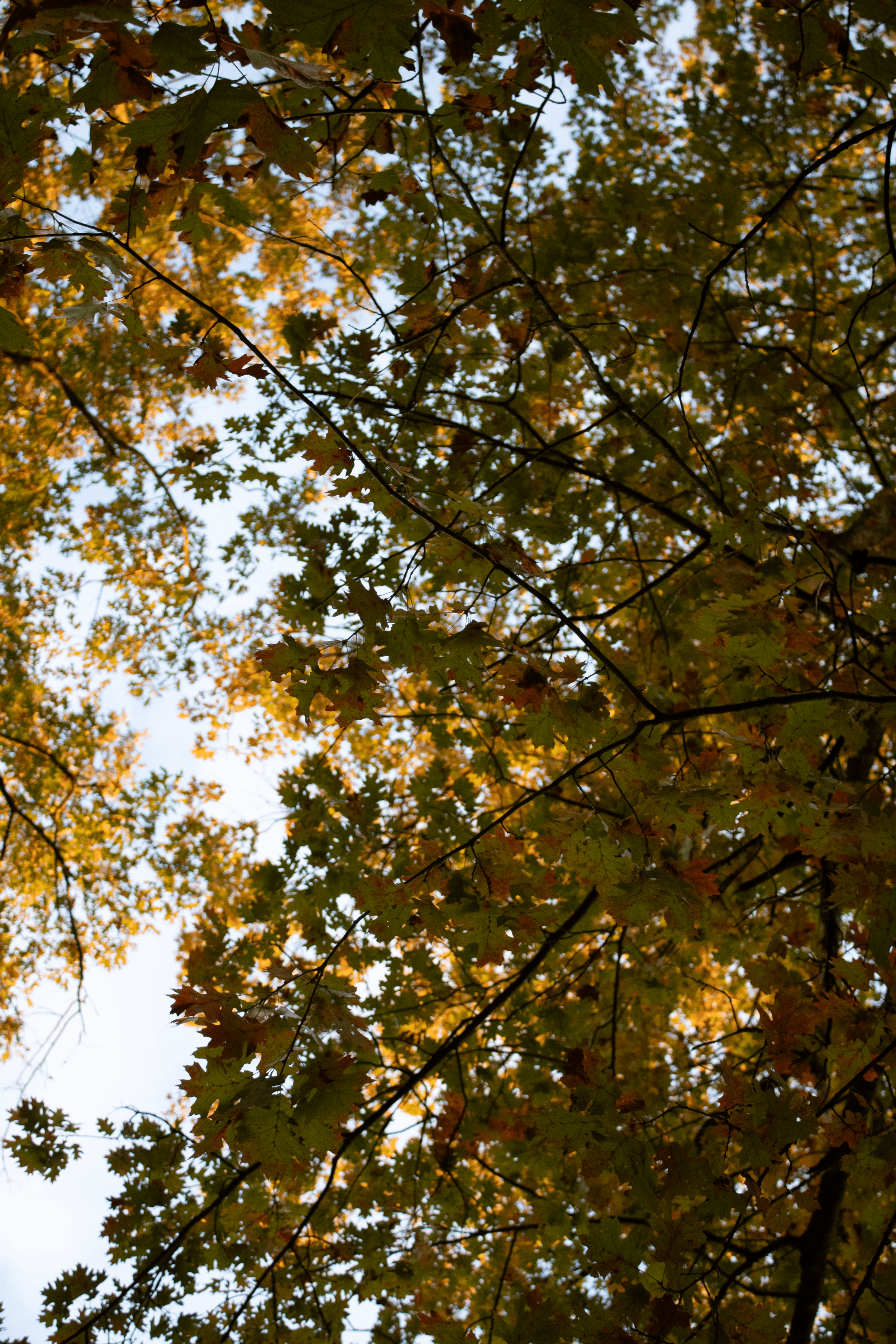 Tall tree branches filled with green and yellow autumn leaves against a bright sky.