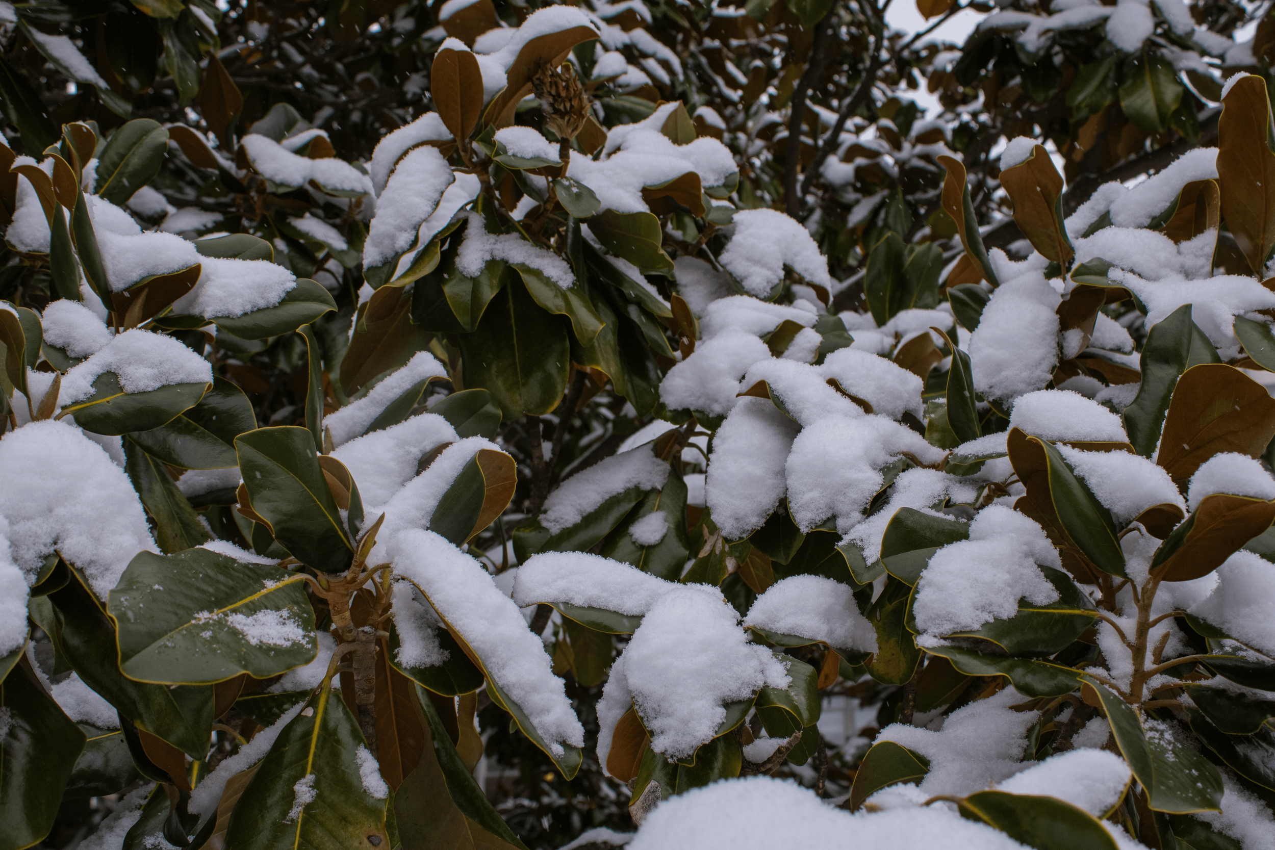 Close-up of green leaves with brown edges covered in patches of fresh snow.