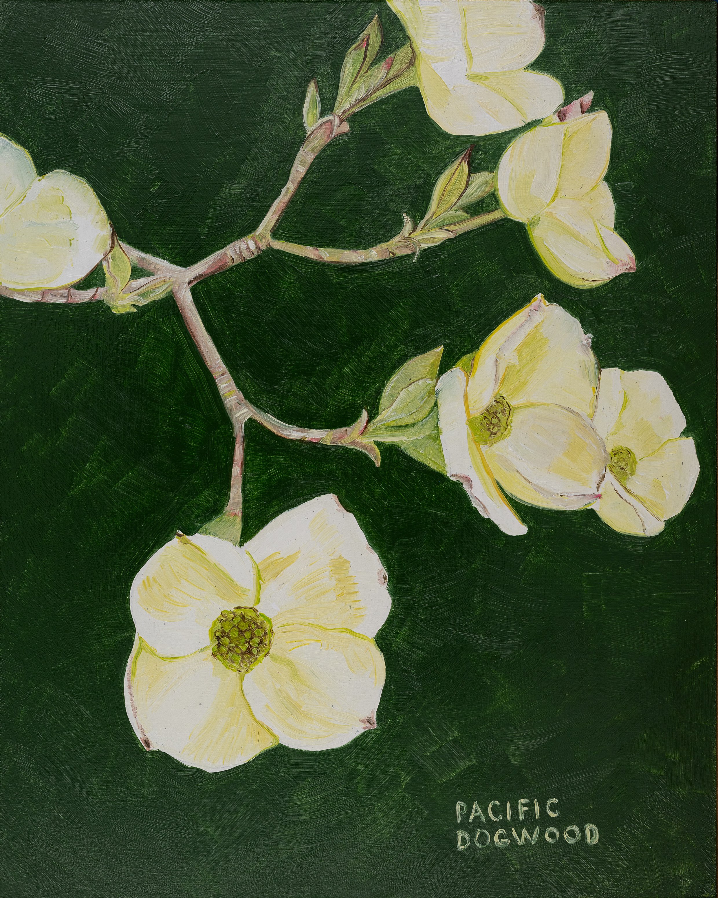 Pacific Dogwood Print