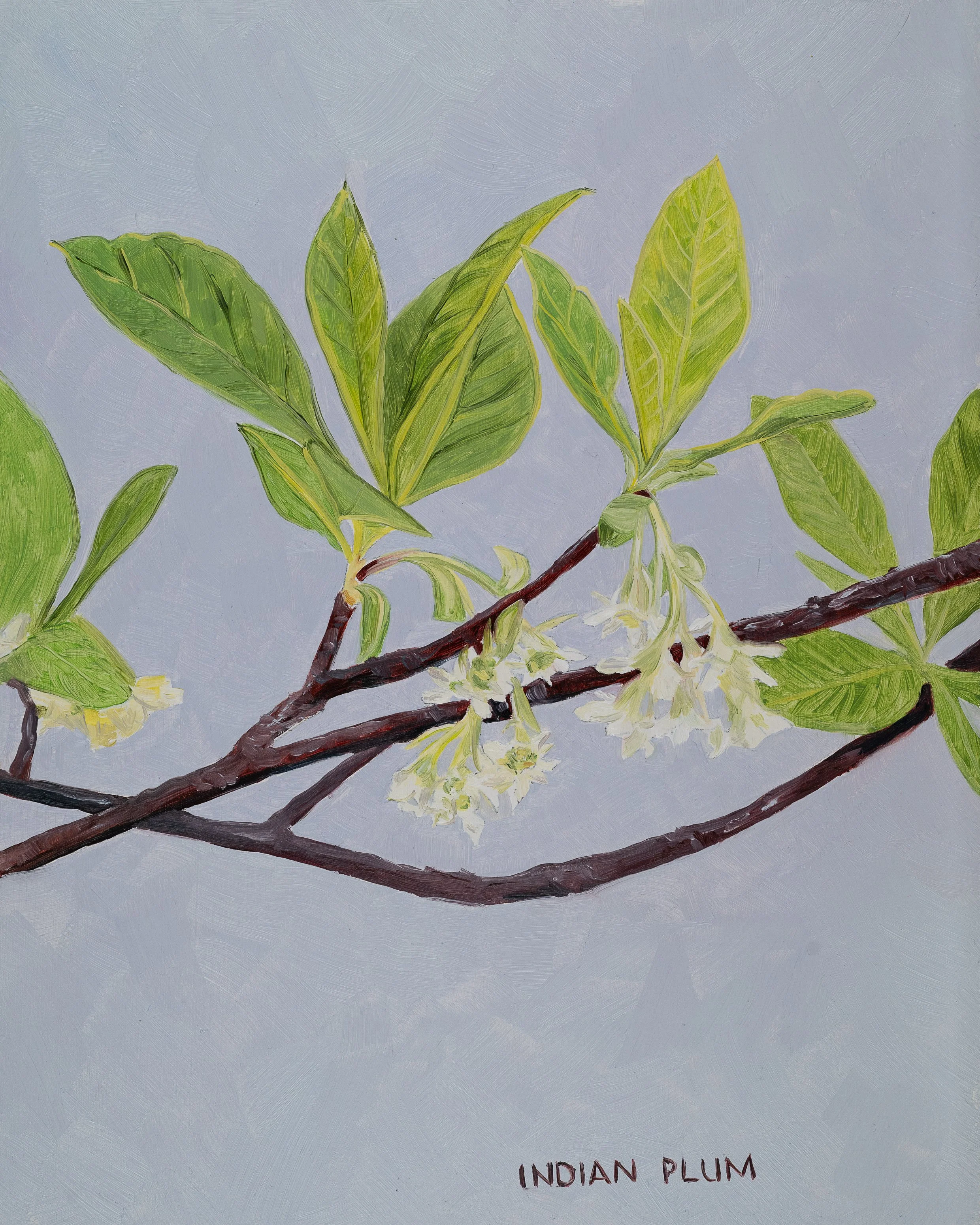 Indian Plum Print