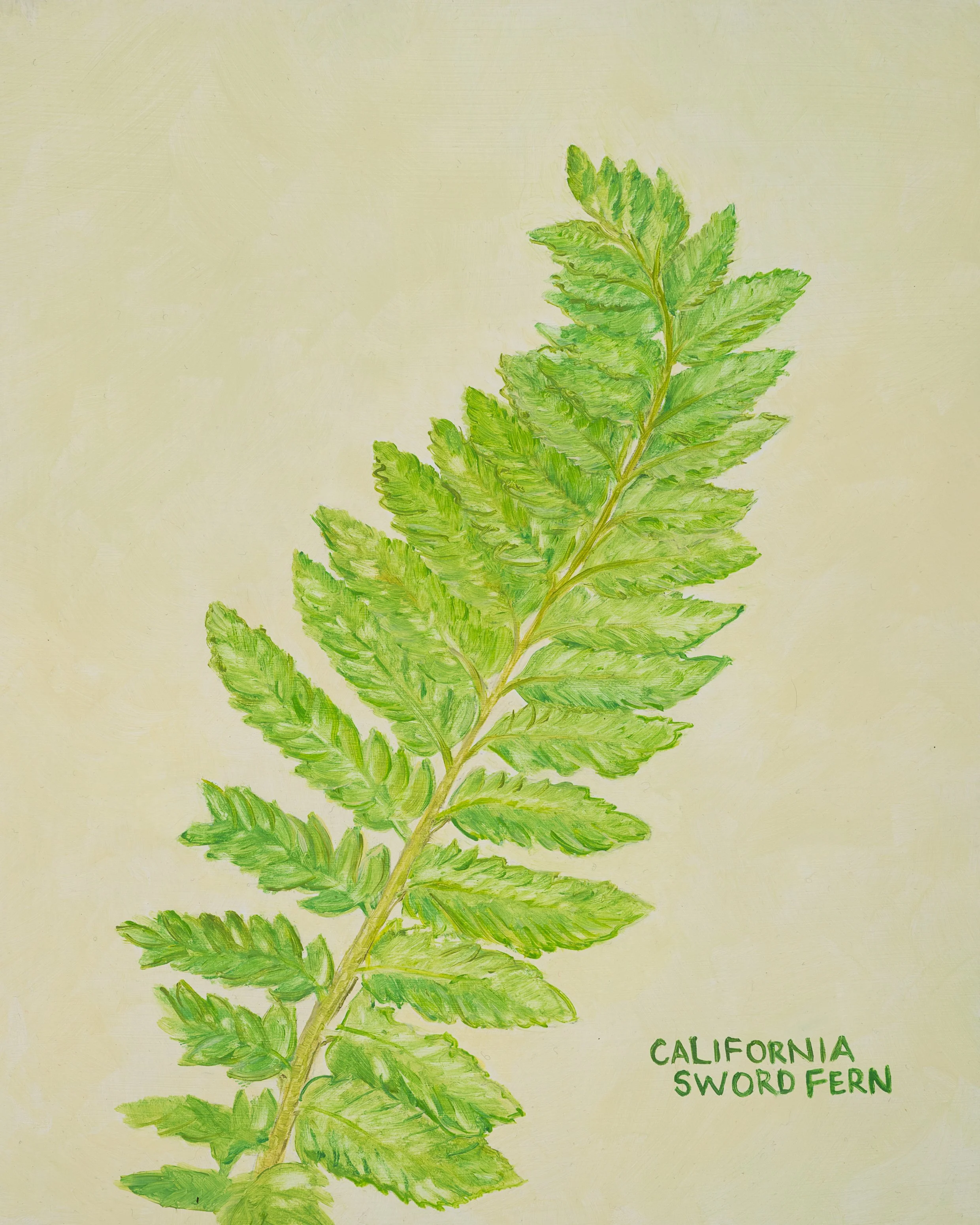 California Sword Fern Print