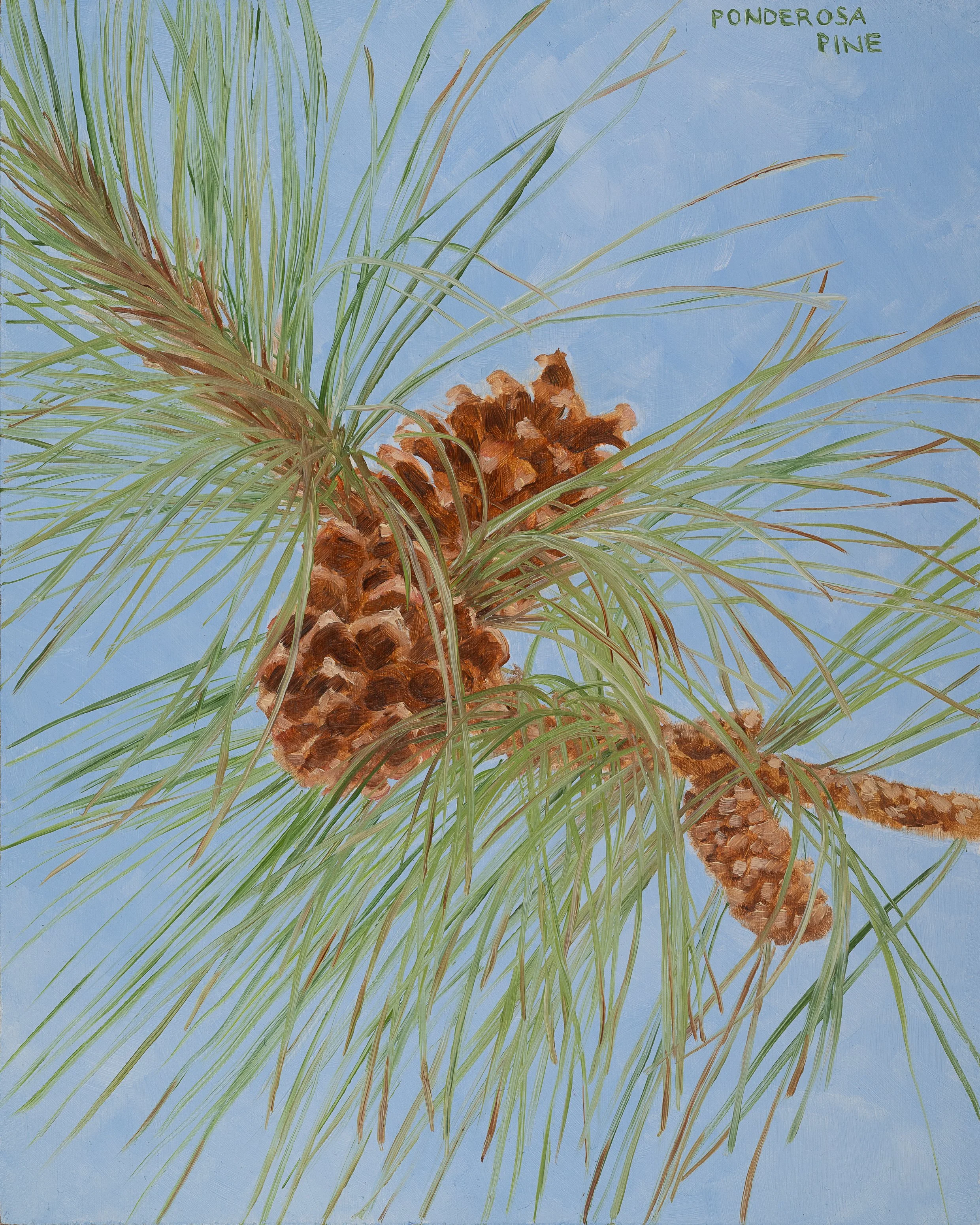 Ponderosa Pine Print