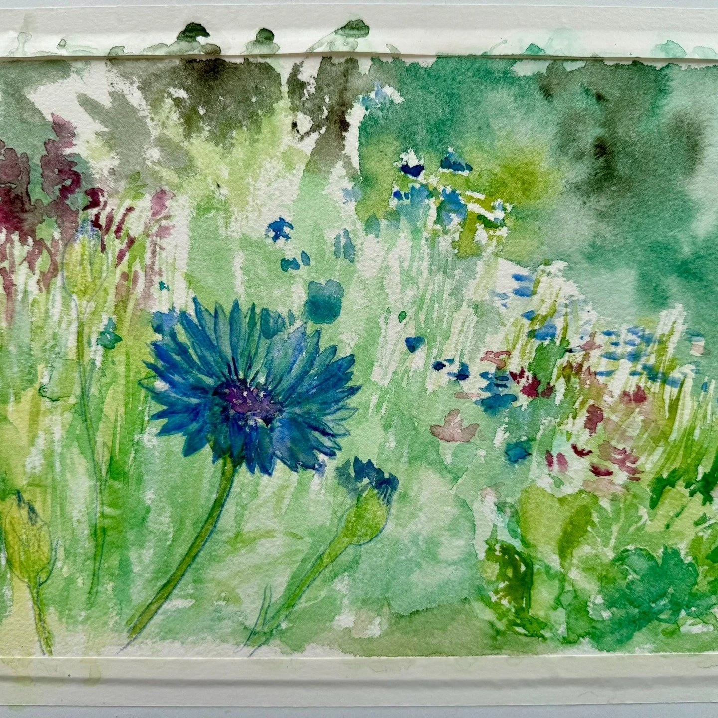 Two garden calls last week. Both started in the cool air and ended in the midday heat. @tomgirlfarms: cornflowers, cosmos, roses, and a wide green sprawl of cabbages. @katesalenfriend and @thebestestdad's garden: vibrant yellow zucchini blossoms befo