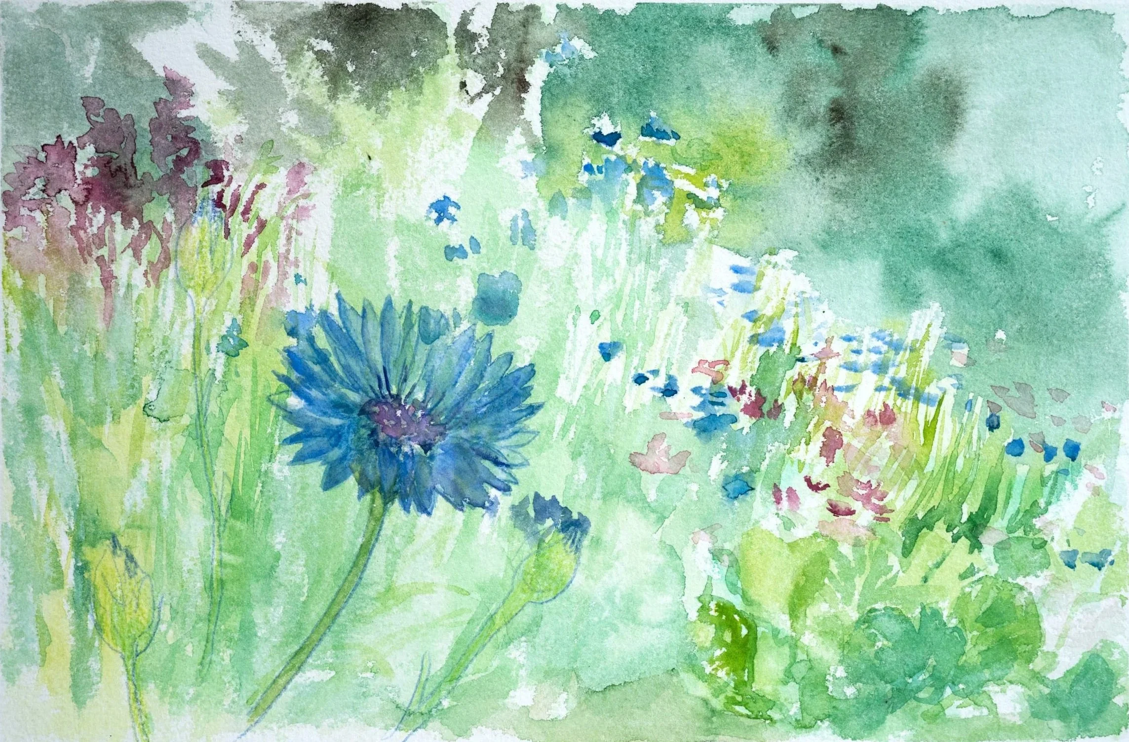 Cornfield Flowers at Tomgirl Farms, water color on paper