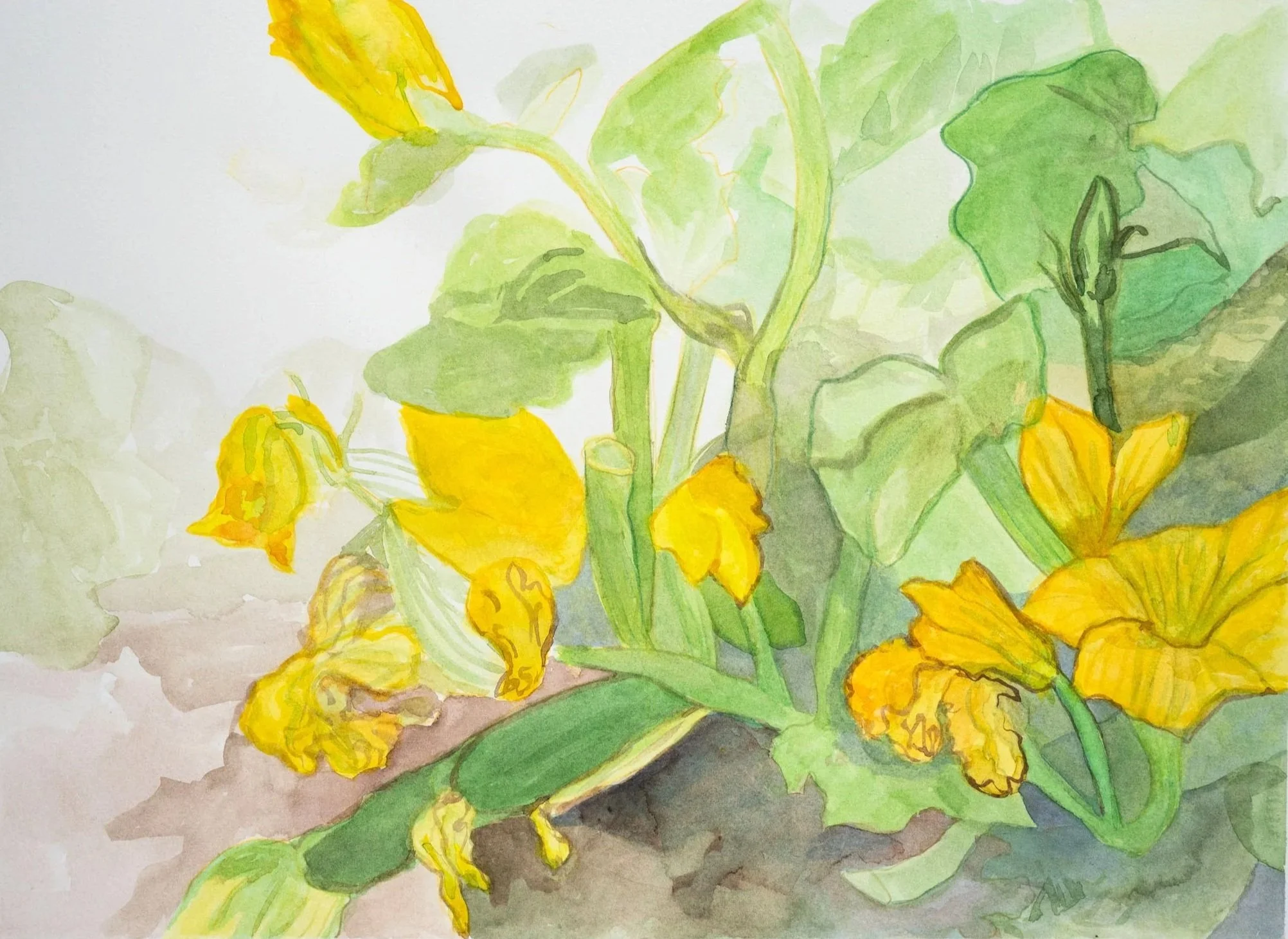 Kate's Zucchini Blossoms, watercolor on paper