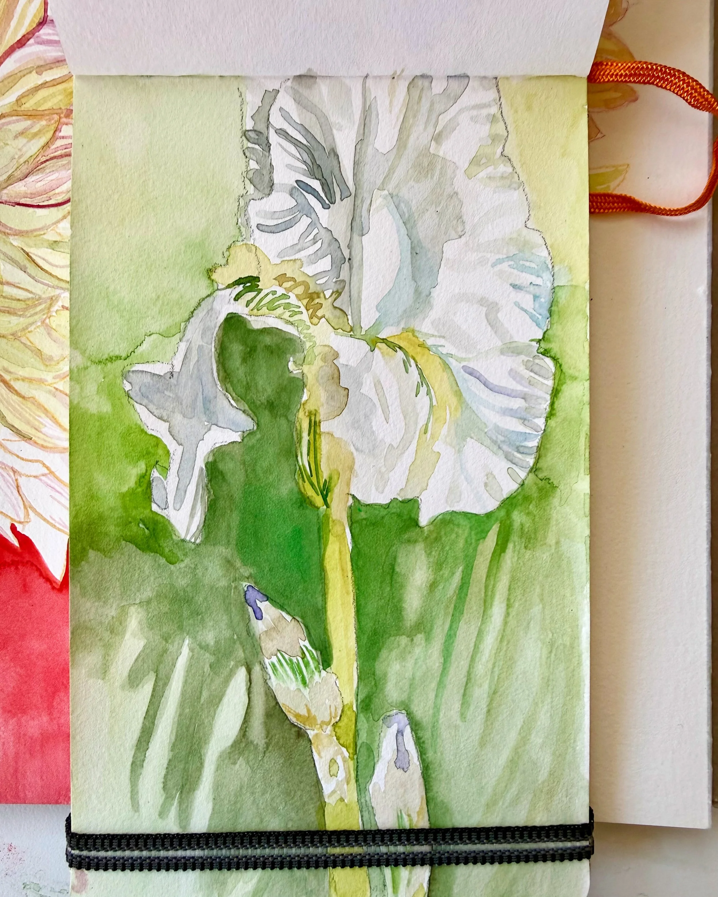 Every so often @ben_king_studio, @emmakcreative and I get together to paint in one of our gardens. Yesterday&rsquo;s Garden Call was at Ben and Jaime&rsquo;s (@themonkeyflowergroup). I did a quick sketch of one of their late blooming white bearded ir