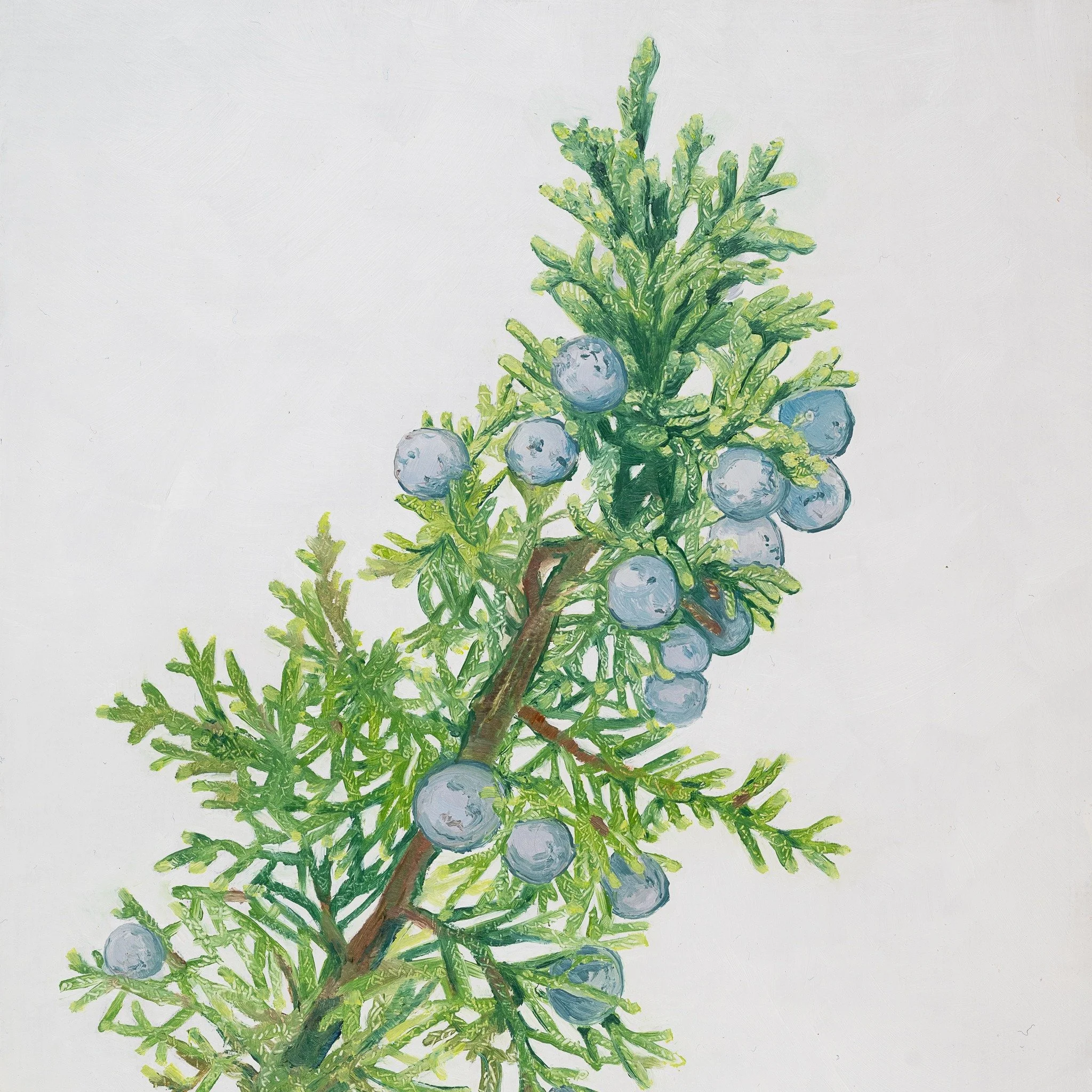 October is the California Juniper&rsquo;s month in my 2027 calendar. 

This native beauty holds its ground in dry places, twisted and blue-berried, which may be why its European cousins earned a reputation. People kept a sprig over the door kept witc