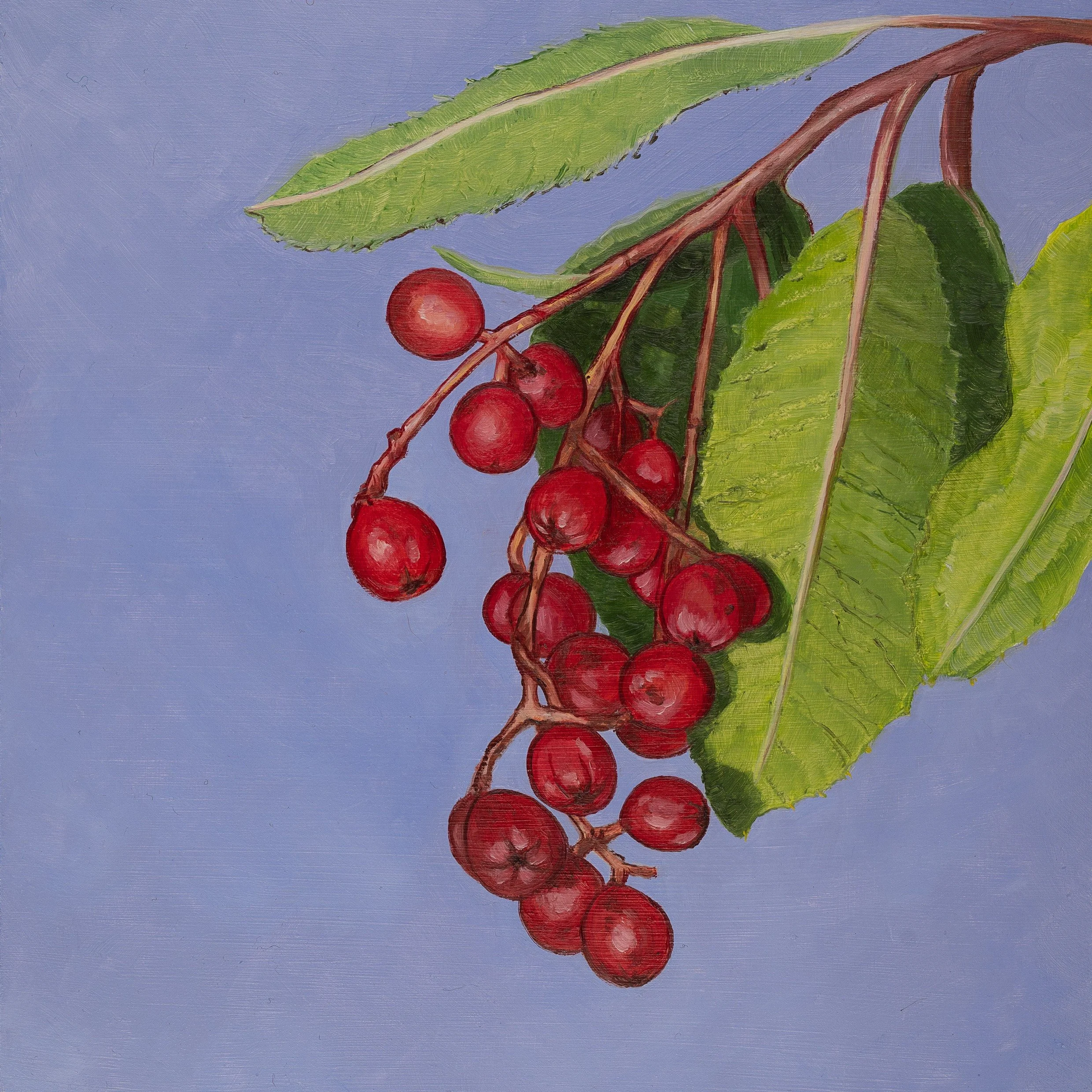 So happy to announce: my website shop is open!

Back by popular demand: a new native plant calendar for 2027 featuring 12 oil paintings, from California Sword Fern in January to Toyon in December. 

I&rsquo;m also offering these 12 images as prints m