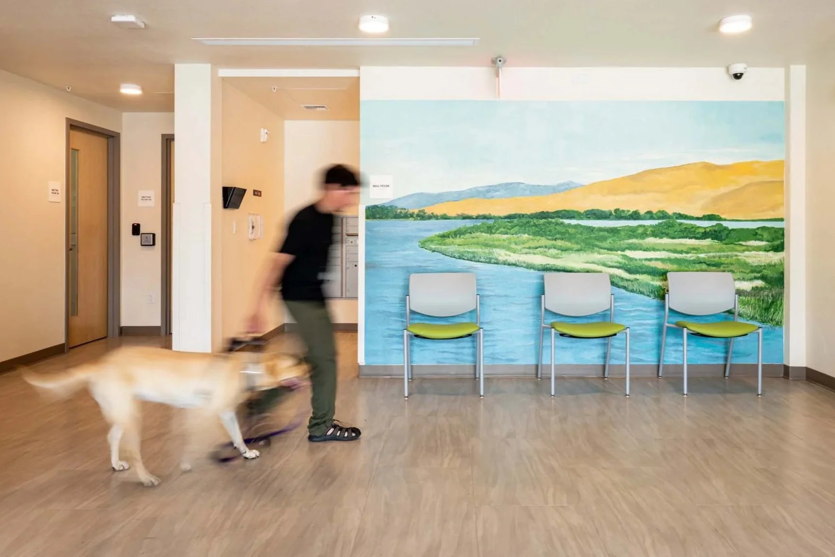 A man walking a golden retriever dog inside a room with wooden floors, beige walls, and a large landscape mural of a river, green hills, and yellow mountains on the wall. There are three empty chairs with green seats lined up against the mural.