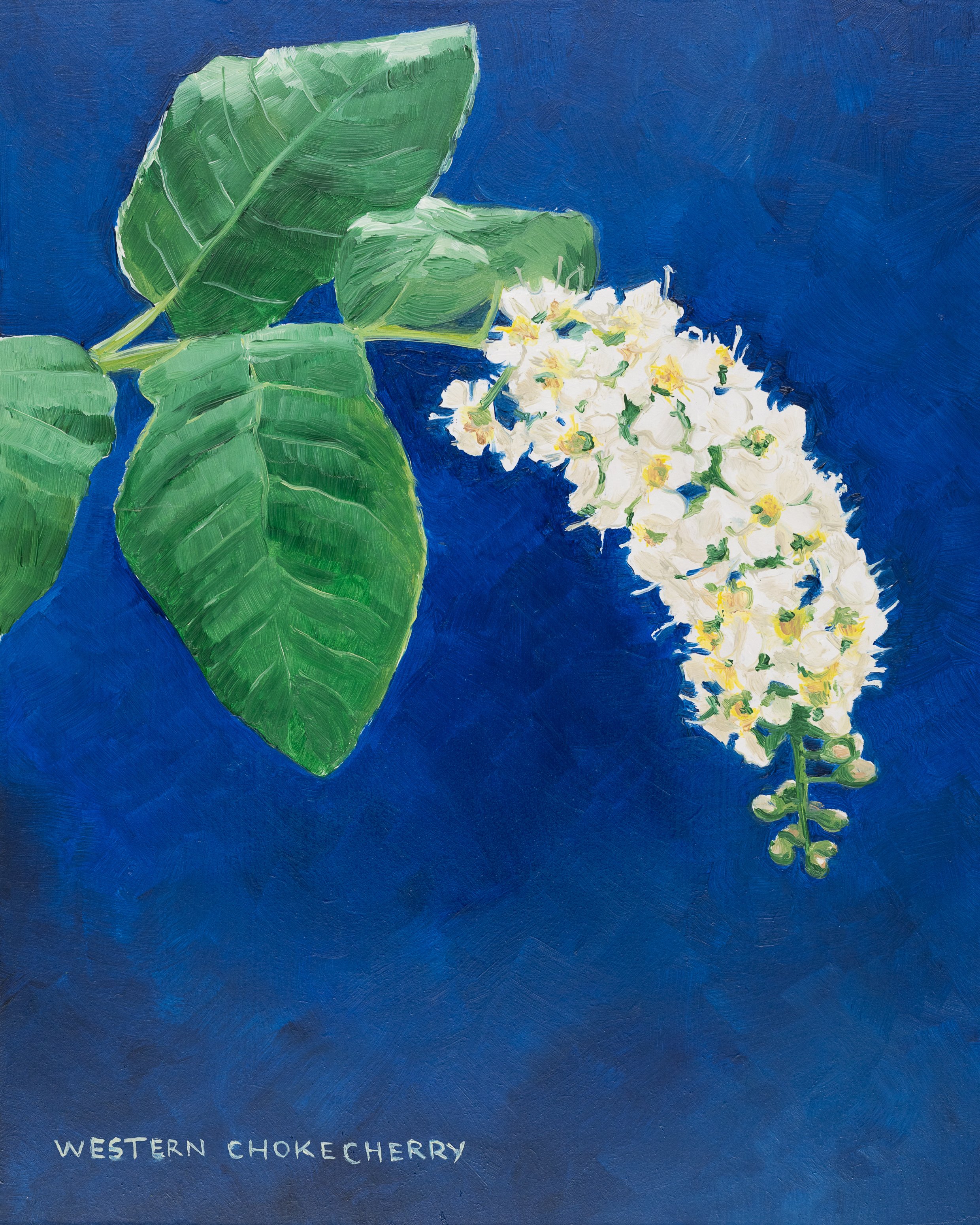 Western Chokecherry Print