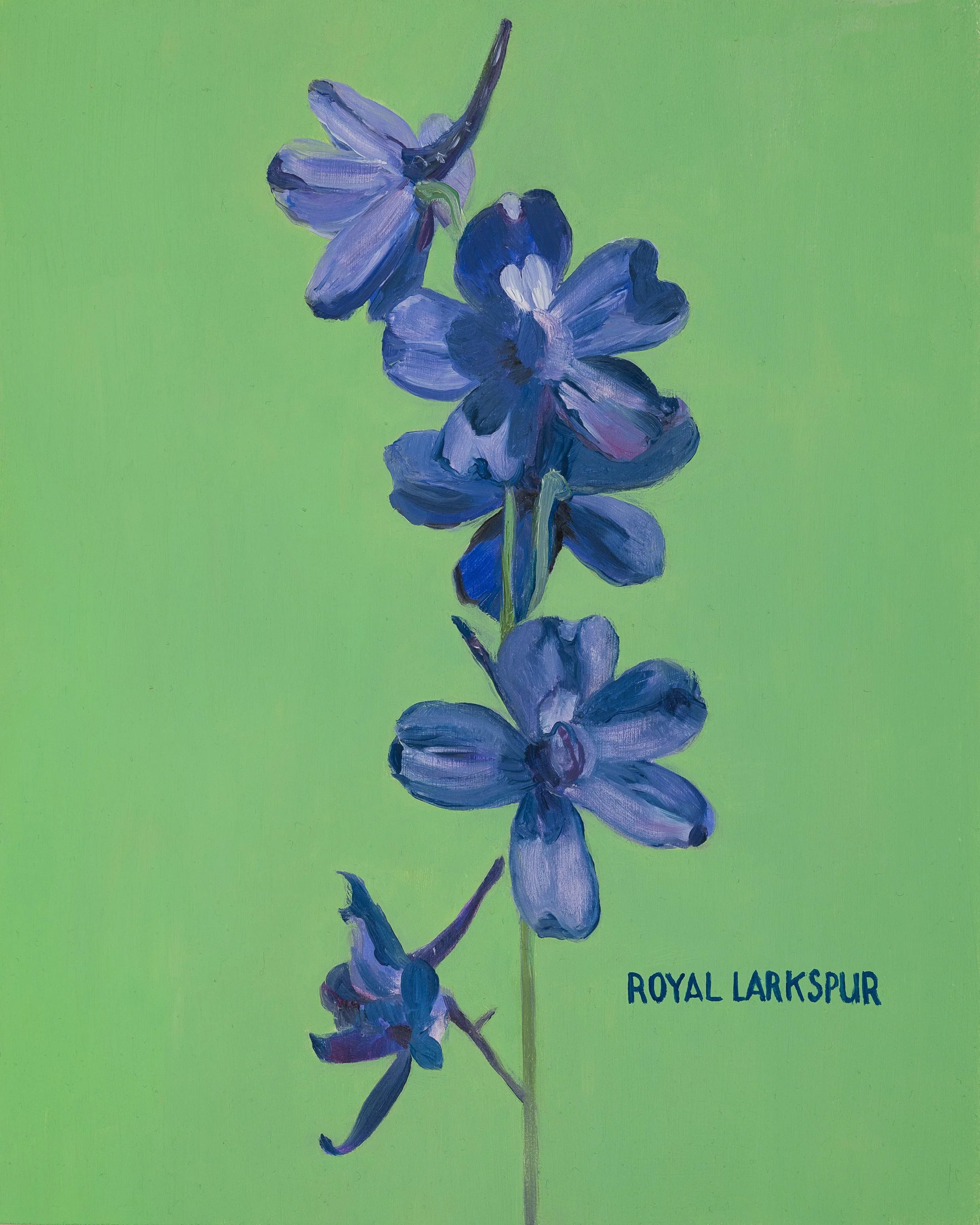 Royal Larkspur Print