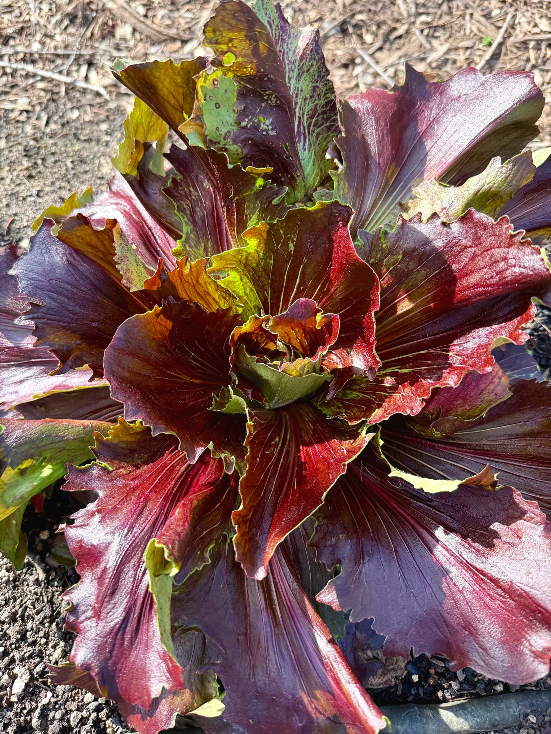 Radicchio growing in the ground at Tomgirl Farm in Napa, deep maroon and purple leaves opening in a rosette with green and yellow edges