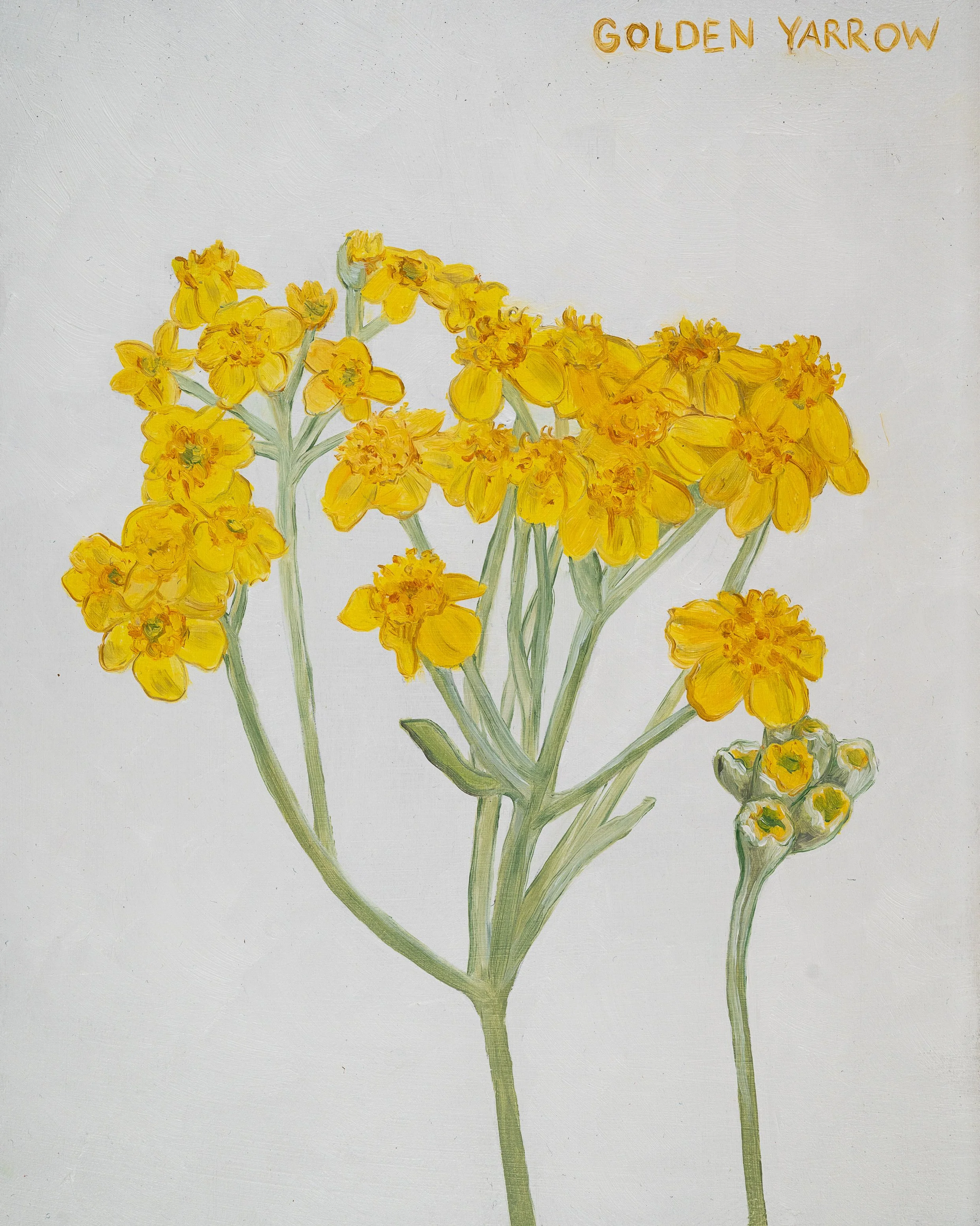Golden Yarrow Print
