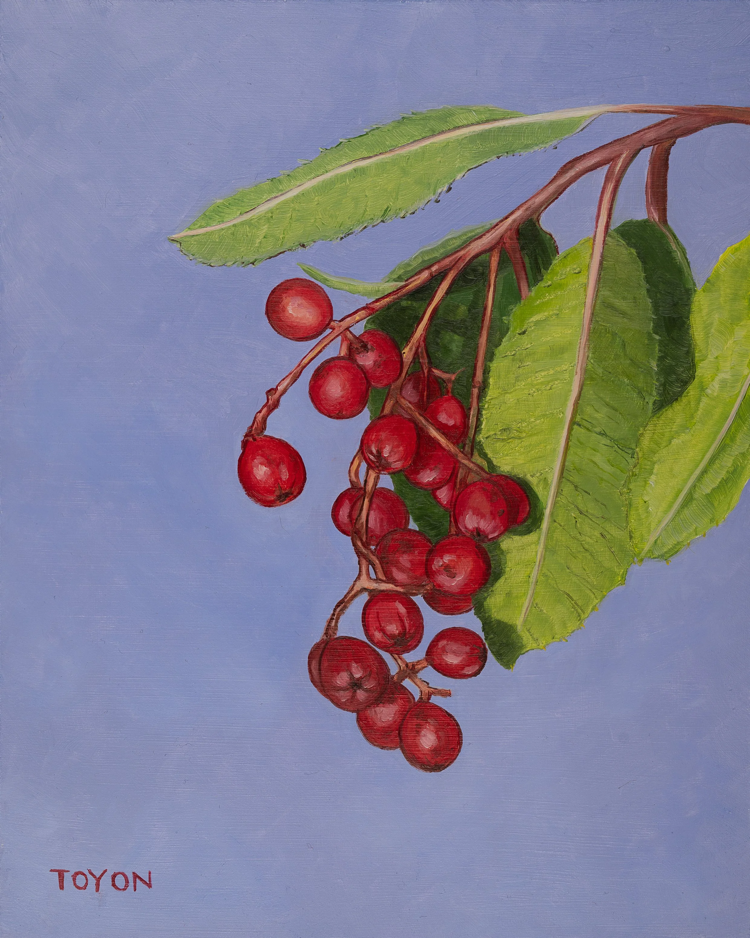 Toyon Print