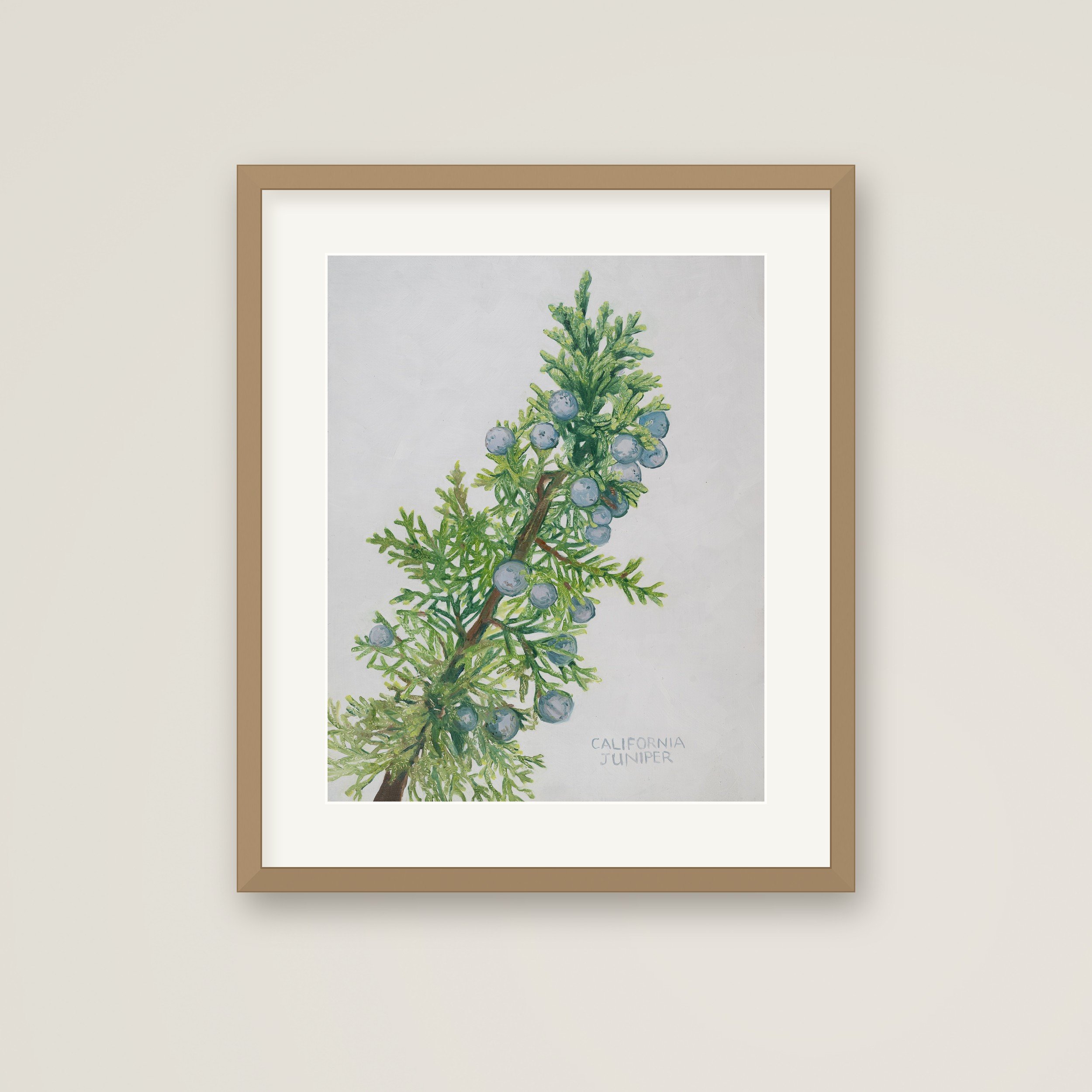 Framed-California-Juniper.jpg